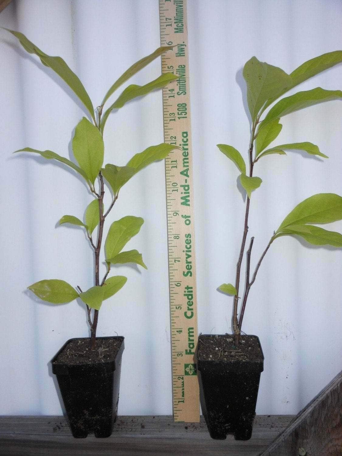 Ann Magnolia Tree/Shrub - 6-12" Tall Seedling - Live Plant/Bush - 2.5" Pot