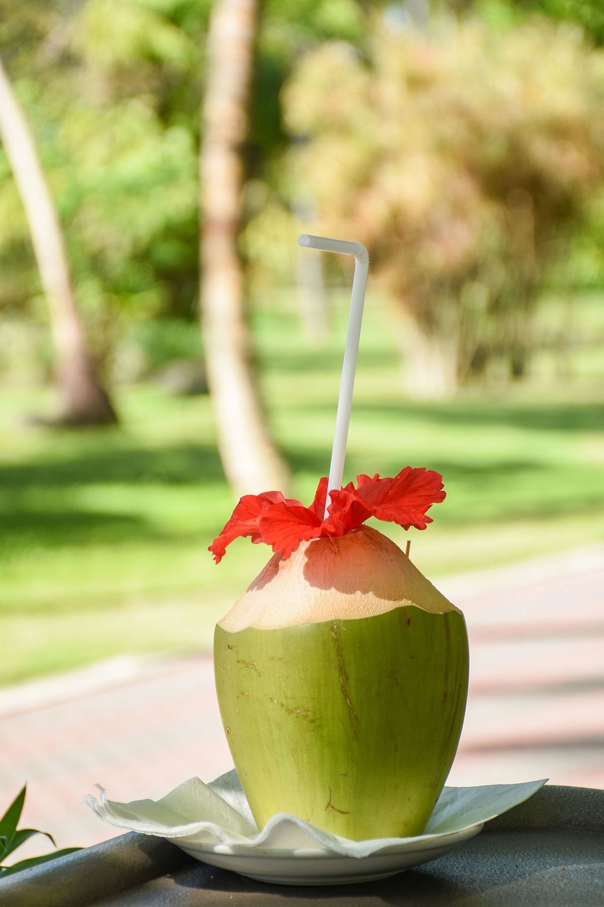 Coconut Tree, Green, Hawaiian Dwarf Malayan (Excludes Ca), Size: 48-inch