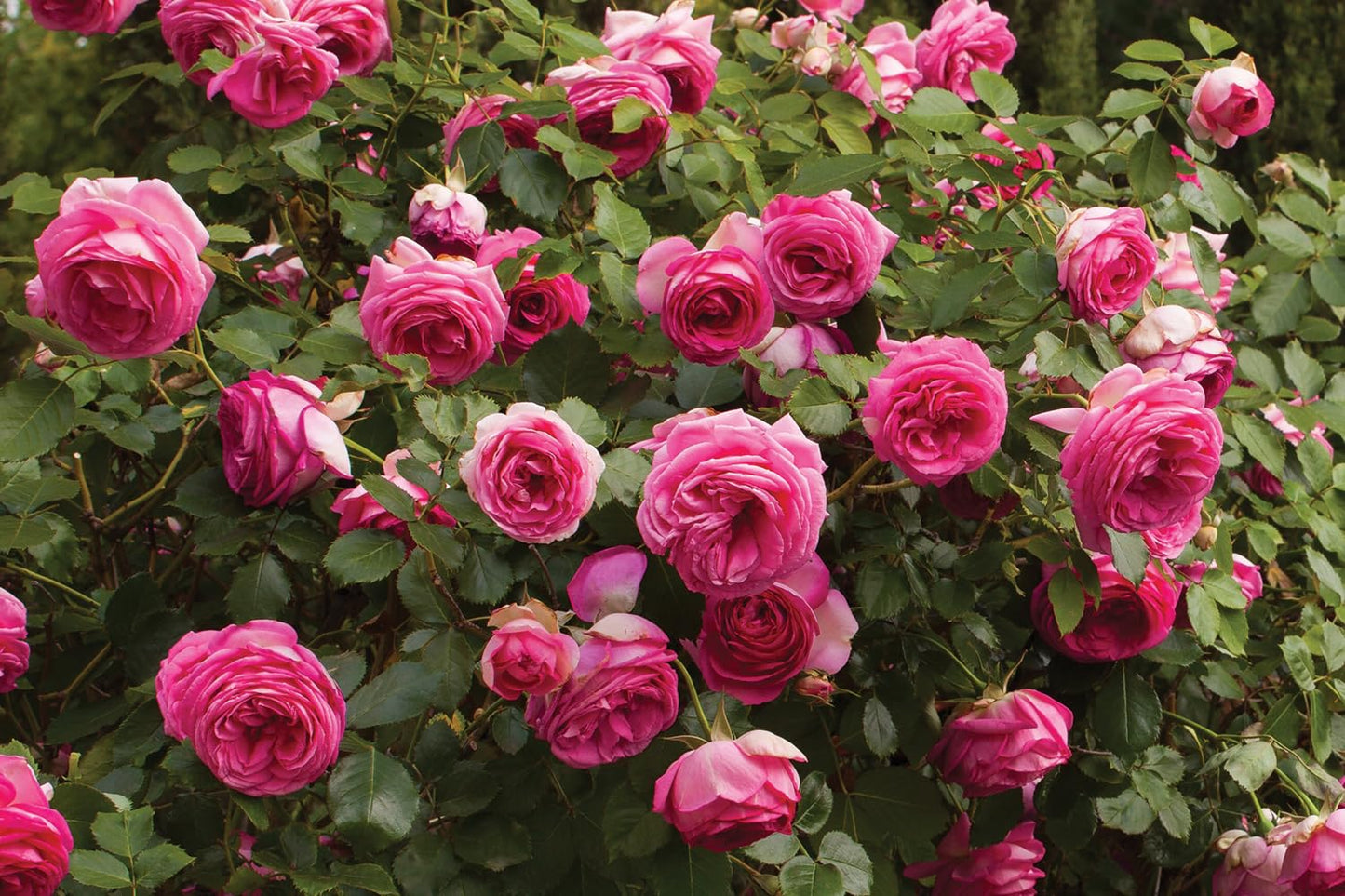 Pretty in Pink Eden Climbing Rose 1.5 Gal Potted Live Plant, Reblooming Fragrant Hot Pink Flowers, Climber for Trellis, Arbor, Fence or Screening, Own Root, Stargazer Perennials
