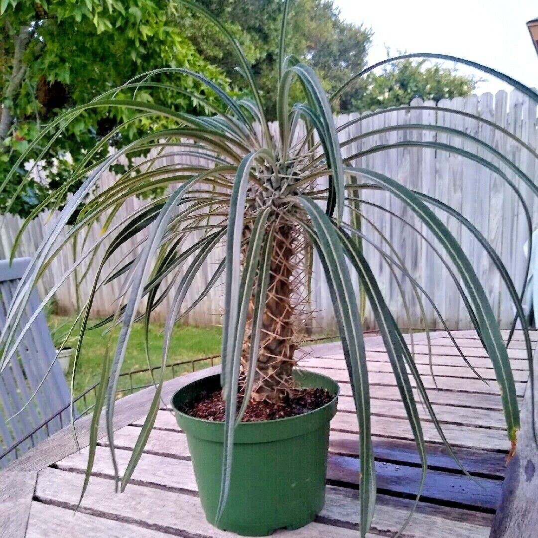 10 Seeds Madagascar Palm Tree Seeds | Pachypodium geayi Plant Rare