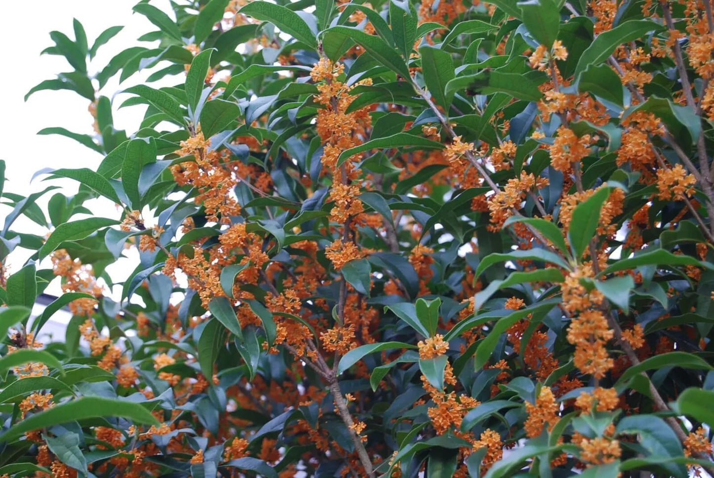 Live Plant - Apricot Echo Fragrant Tea Sweet Olive Osmanthus fragrans Rooted Starter Plant