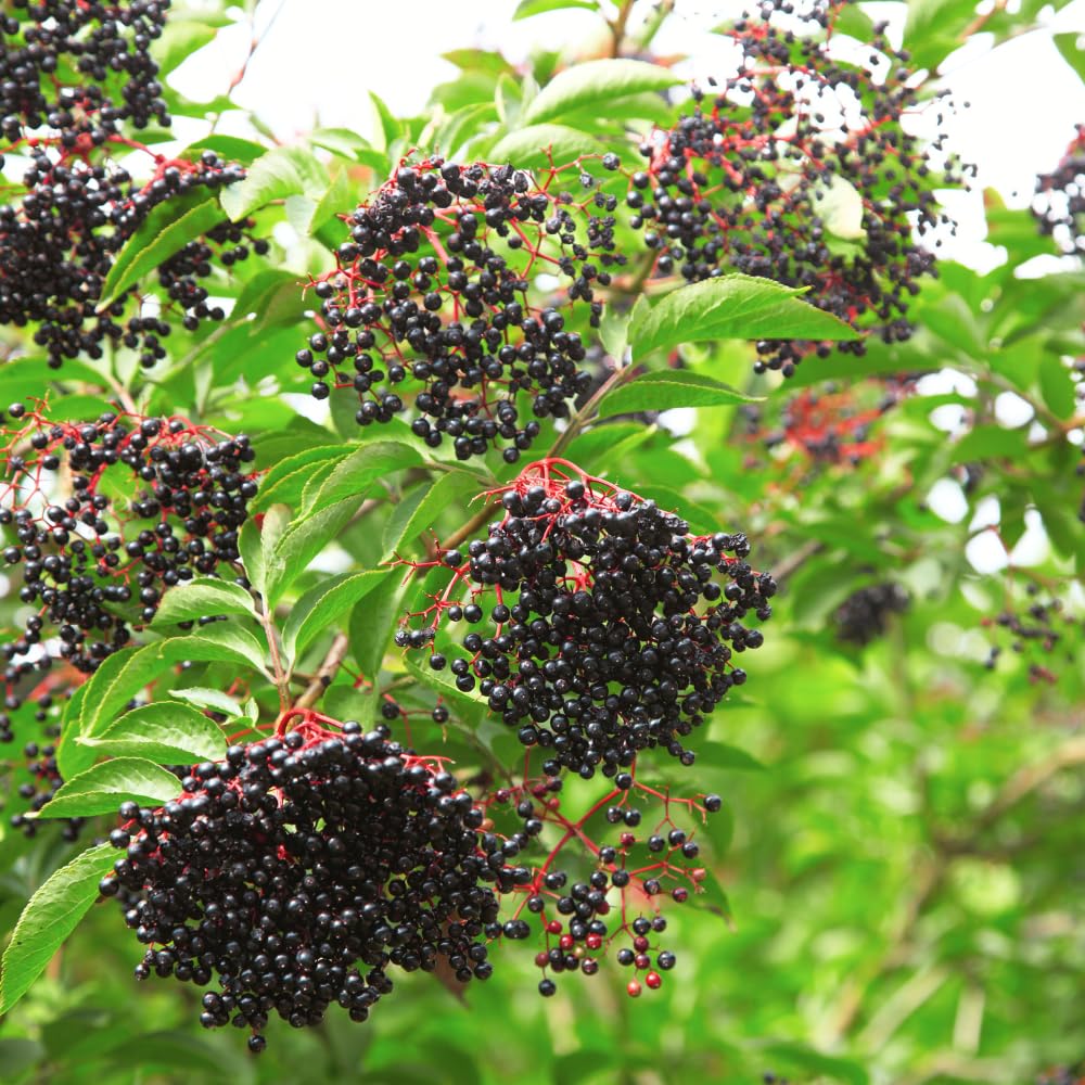 2 Elderberry Live Plants | 8-12 Inches Bare Root Rooted Cuttings | Black Sambucus Deciduous Fruit Shrub | Well-Rooted for Outdoor Garden and Landscape