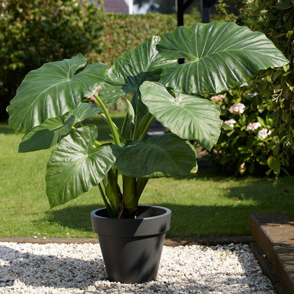 1-Elephant-Ear-Giant-Upright-Alocasia-Odora-Exotic-Tropica