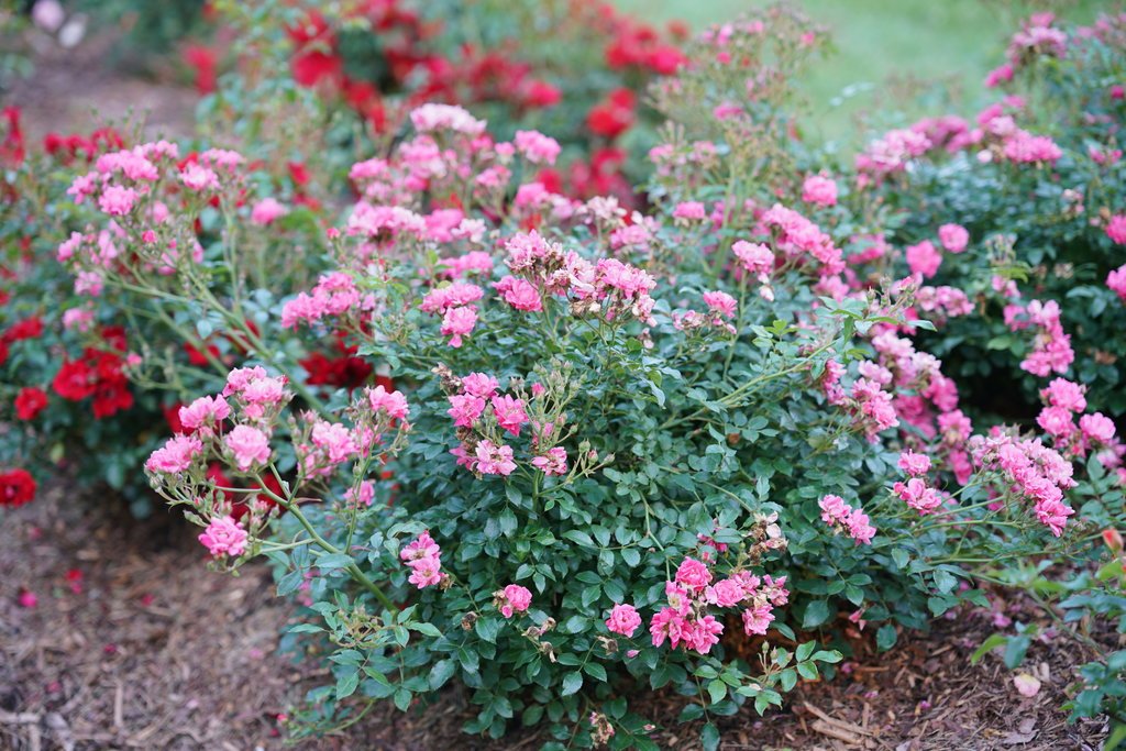 OSO Easy® Double Pink Rose-Very Hardy Proven Winners - 4" Pot