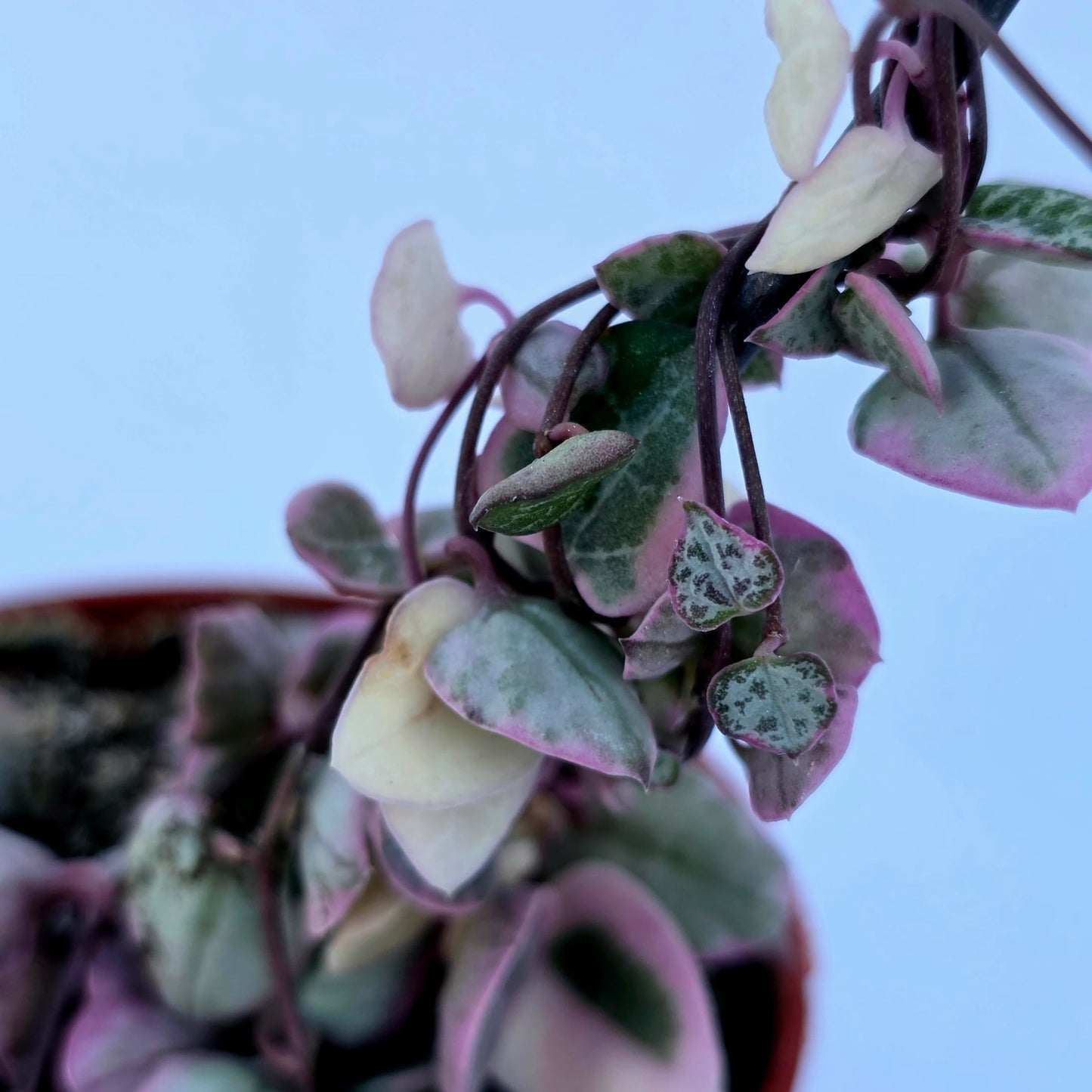 Variegated String of Hearts Hanging Basket, Ceropegia linearis Woodii, String of Hearts Plant Live Succulents Plants Live Houseplants, House Plants Indoors Live Indoor House Plants by Plants for Pets