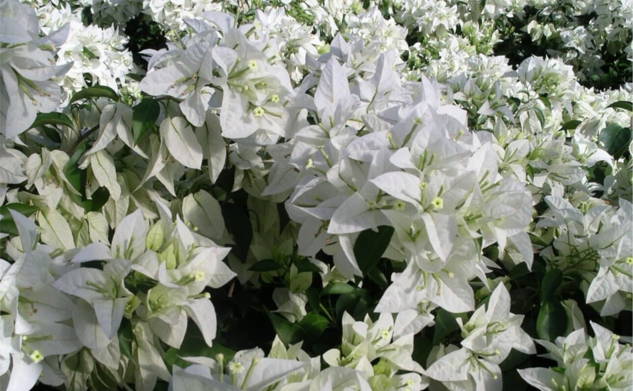 Live Plant - 4โ Pot of Mauna KEA Live Rooted Bougainvillea Plant