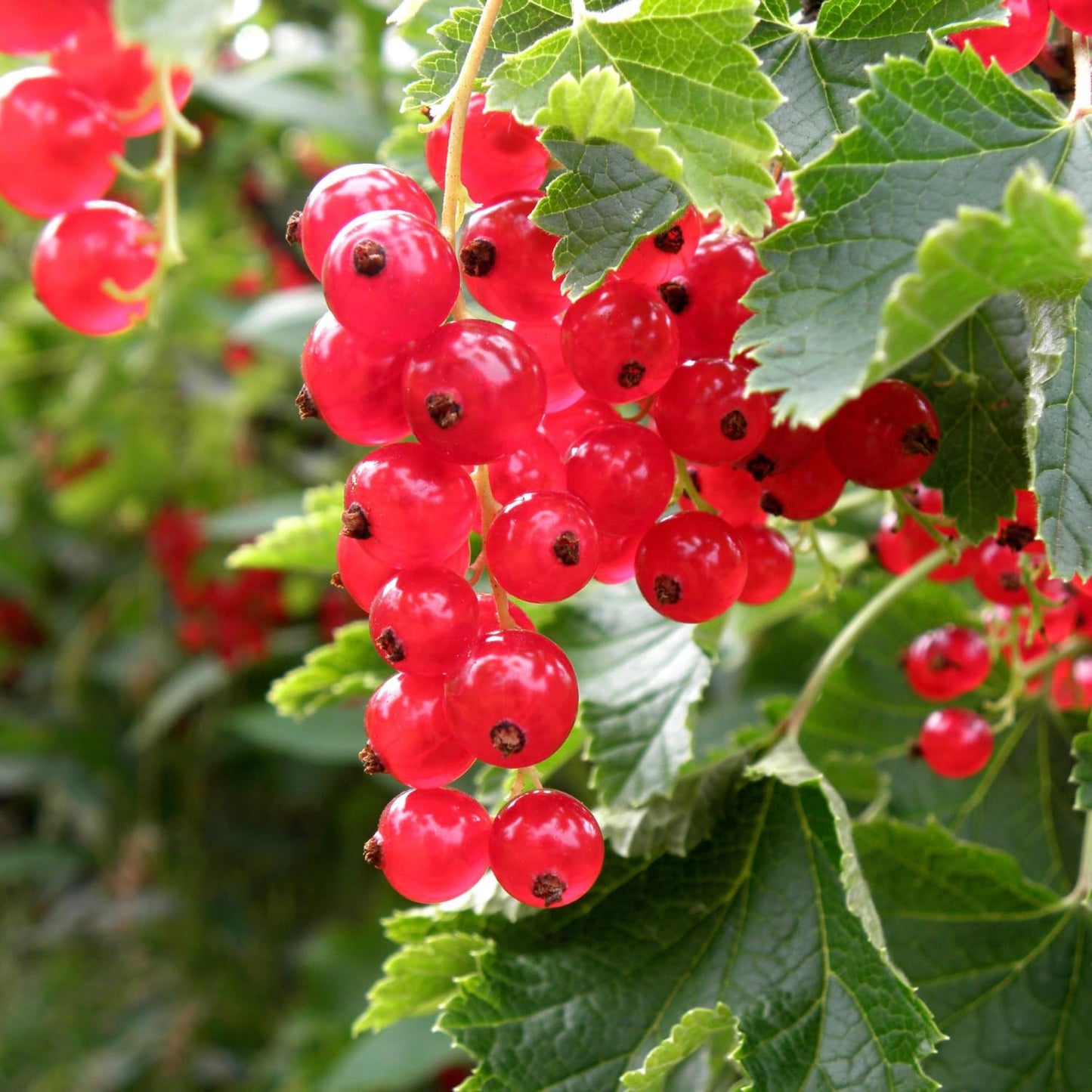 Red Currant Bush Live Plant Well Rooted, 1 Year Bare Root, Red Currant Berry Plant Live, Currant Tree