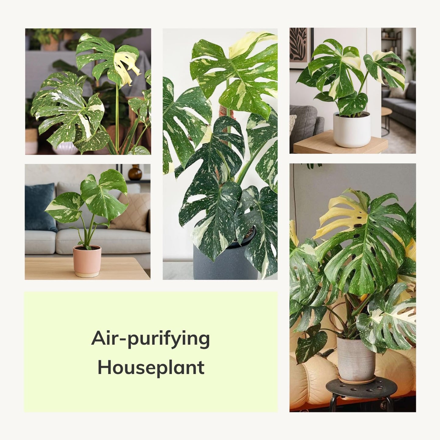 Monstera Plant 4-6 Inch, Live Indoor Plant, Split Leaf Houseplant for Home Office Decoration, No Pot (Variegated Monstera)