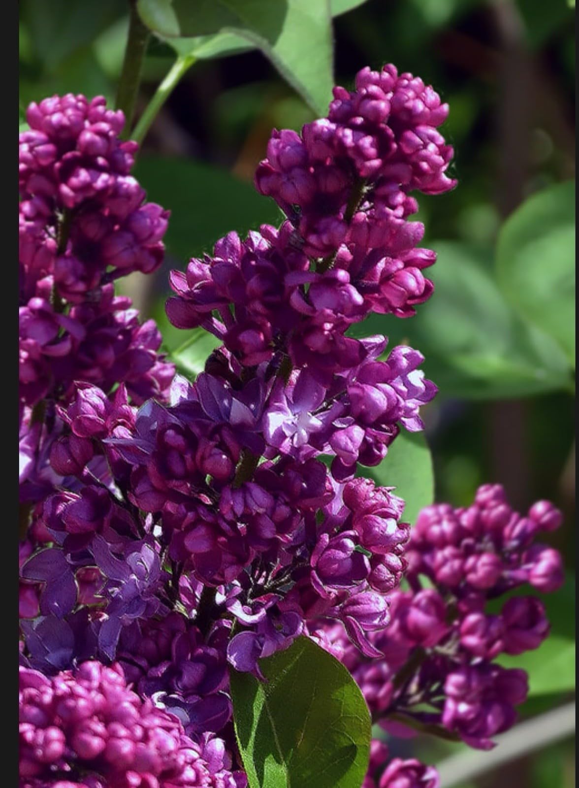 Live Plant - Congo LilacSyringa VulgarisSmall Well Rooted Starter Plant4-8β Tall