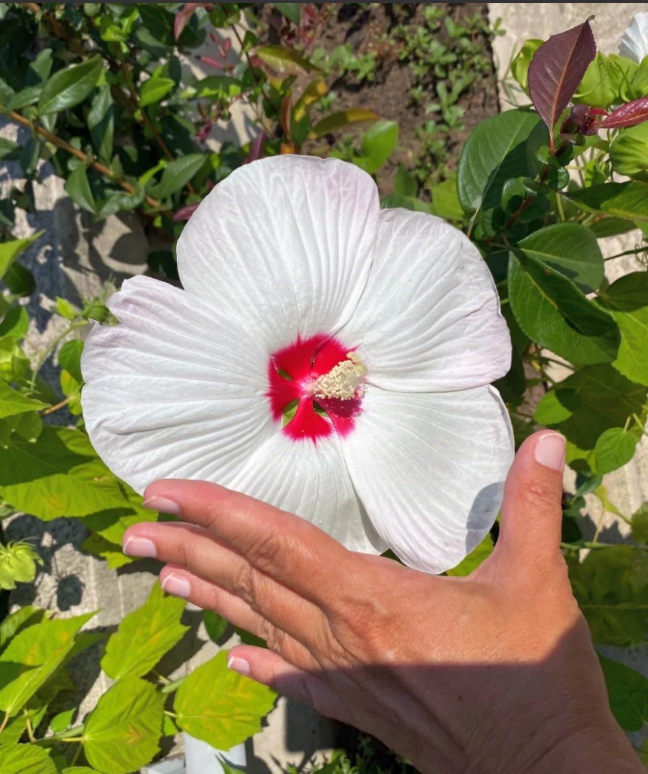 Live Plant - Luna White Hibiscus moscheutos-Small Rooted Starter Plant-Huge 8-10โ Blooms