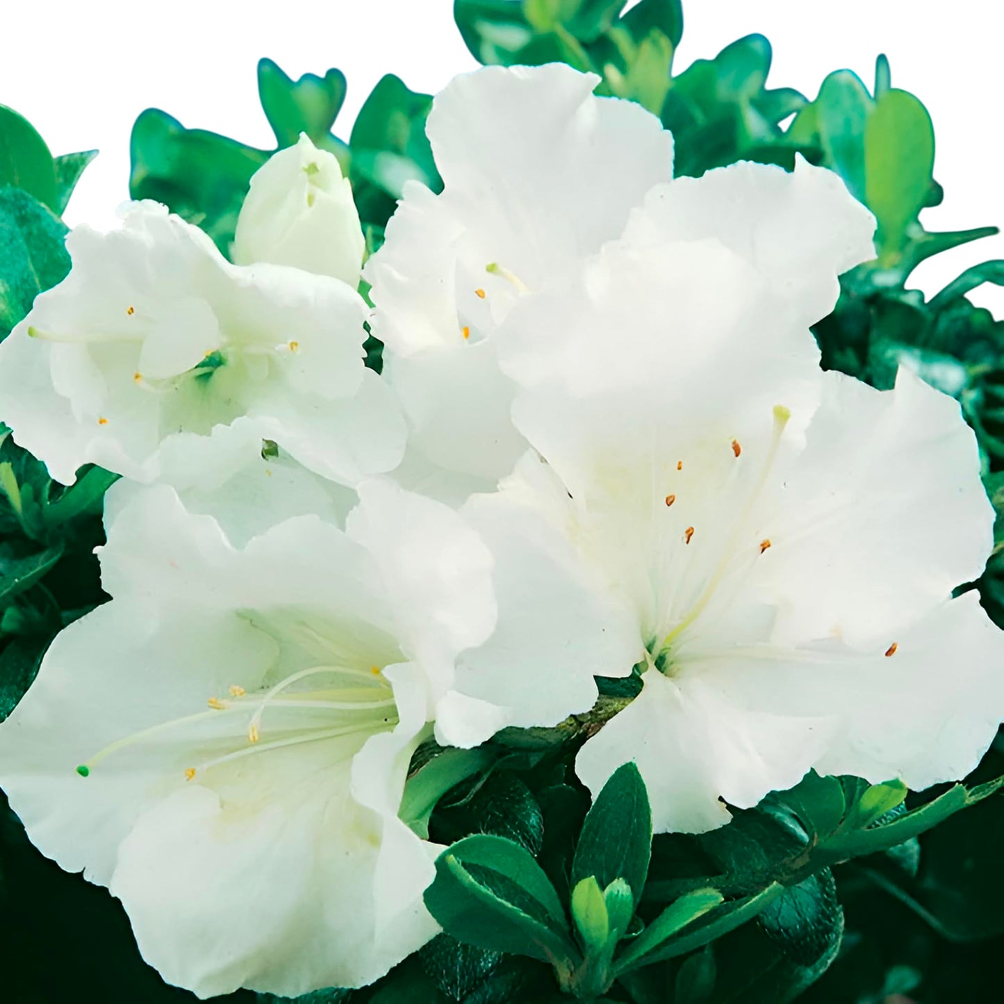 Gumpo White Miniature Dwarf Azalea – Compact Evergreen Shrub with Pure White Blooms | Low-Growing Azalea for Borders, Containers & Rock Gardens (3 Gallon/Potted/Set of Two)