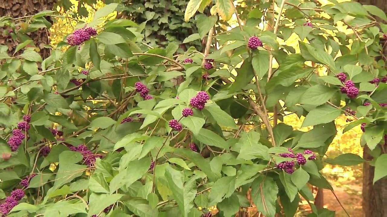 Live Plant - American Beauty Berry Bush/Shrub - 6-12" Tall Seedling - Live Plant - 4" Pot