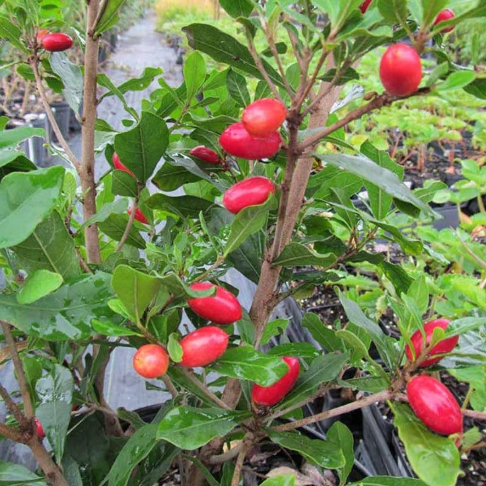 Miracle Fruit Tree 1-2ft Tall, Miracle Fruit Tree Plant Live for Planting in Garden, in 1 Gallon Pot, No Ship to CA