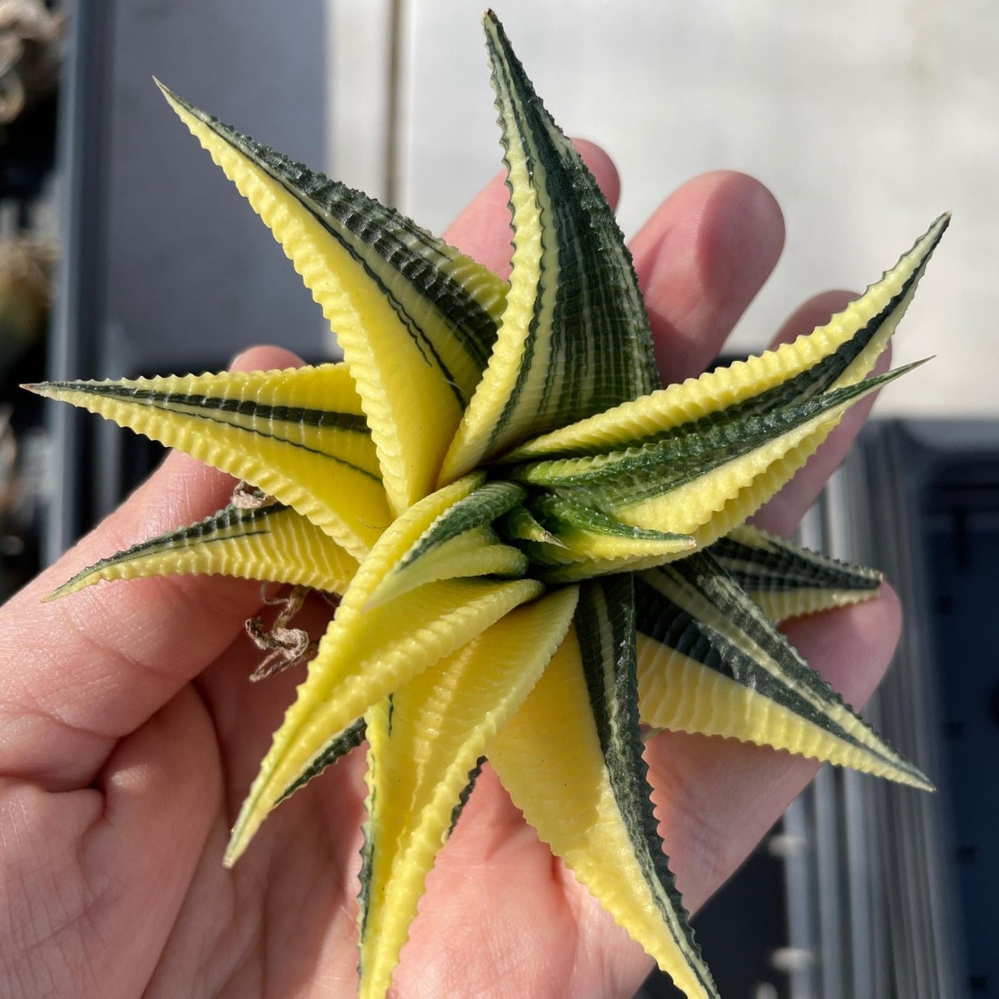 Rare Haworthia Limifolia variegata Succulent Plants β Unique Live Indoor Plants | Low-Maintenance | Great for Collectors, Home, Office, and Gifts