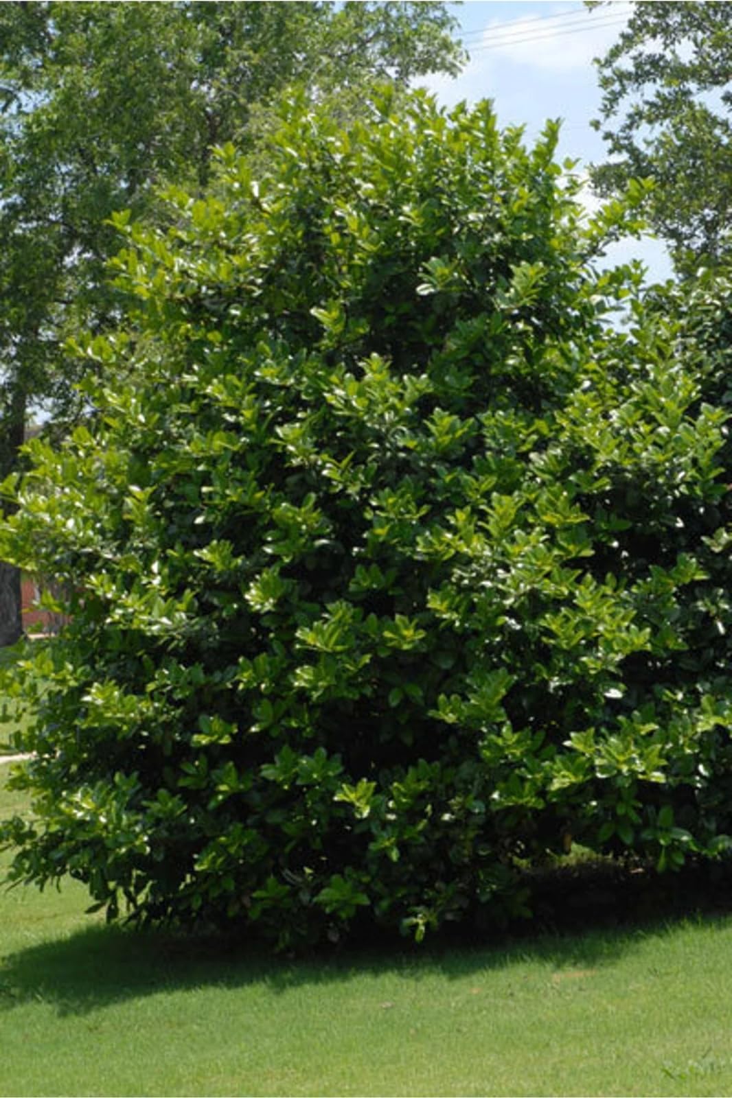 Live Plant - Needlepoint Holly Shrub/Bush/Hedge β 12" Tall Seedling β Live Plant - 3" Pot