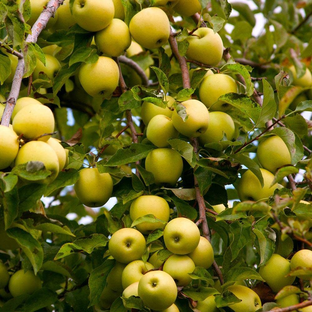 TriStar Plants - Yellow Delicious Apple, 1 Gallon Pot - Healthy Established Roots, Golden Delicious Apple, Dwarf Apple Tree, Apple Pie, Yellow Apple Name