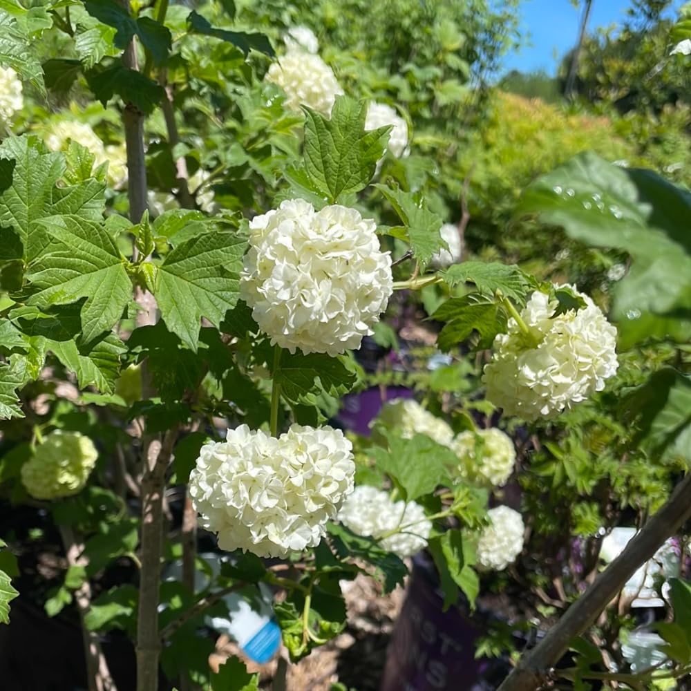 Old Fashion Viburnum Plant Live for Planting, Snowball Viburnum Shrub Viburnum Bush in 4 Inch Pot, Viburnum Tree Ready to Grow