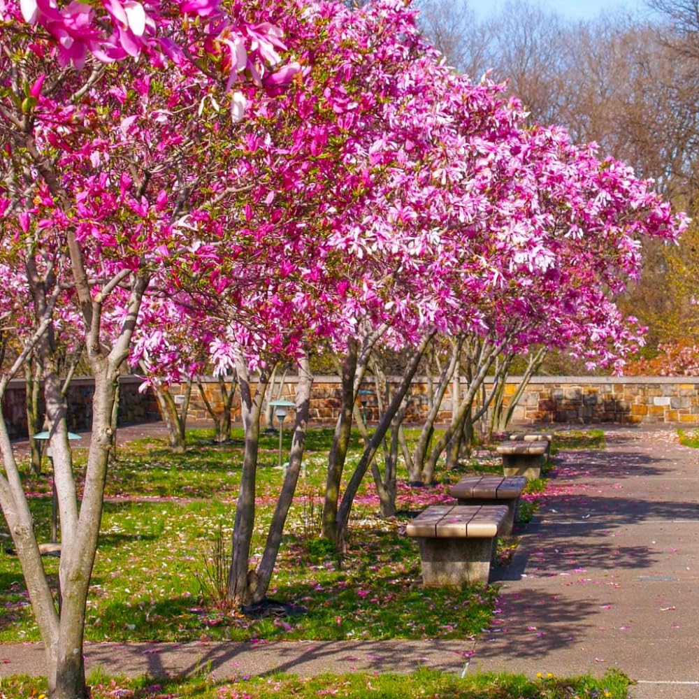 Ann Magnolia Plant Live, 6-12 Inch Tall, Magnolia Tree in 2.5” Pot, Flowering Ornamental Tree