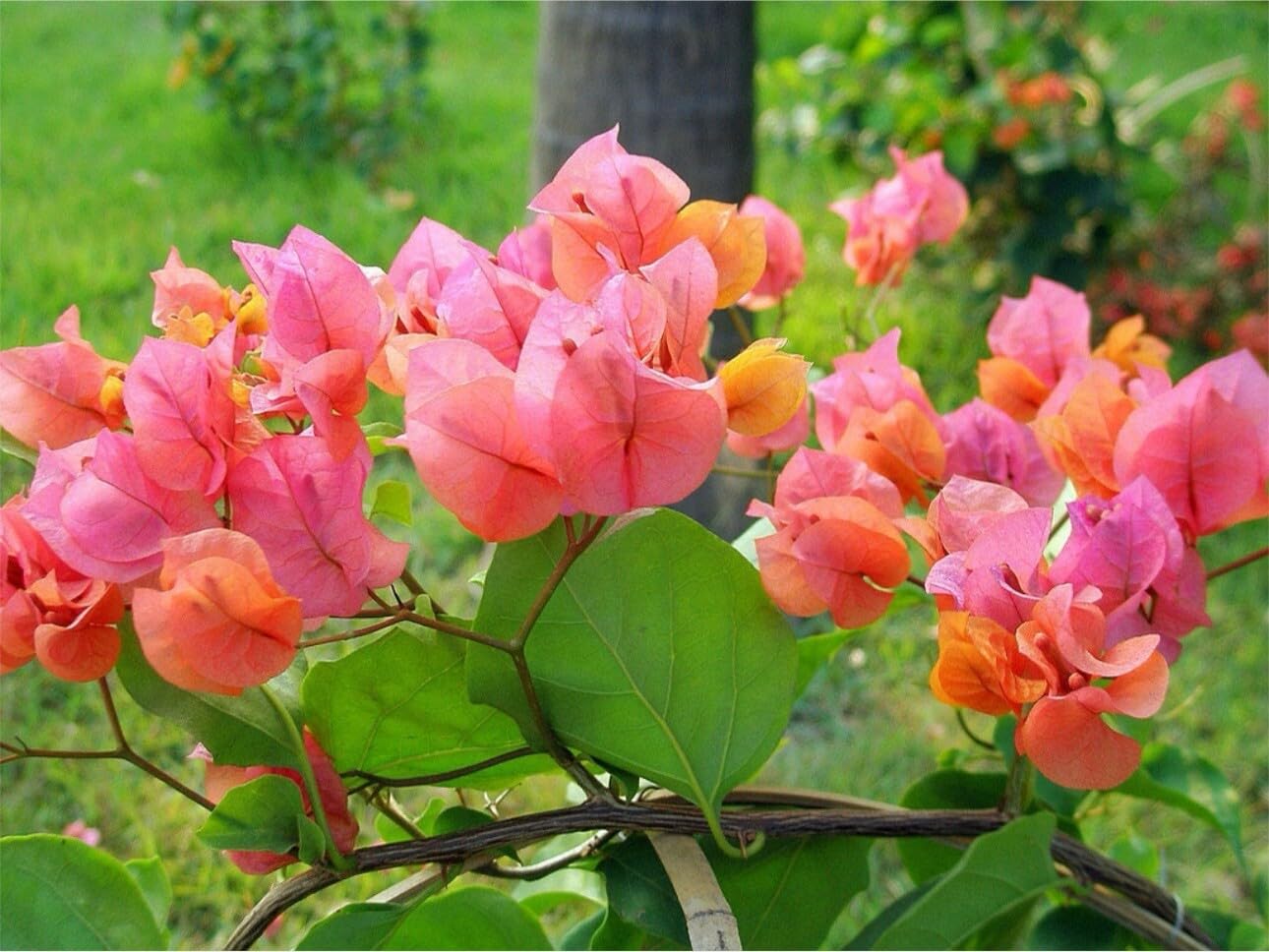 Live Plant - 4โ Pot of Afterglow Live Rooted Bougainvillea Plant