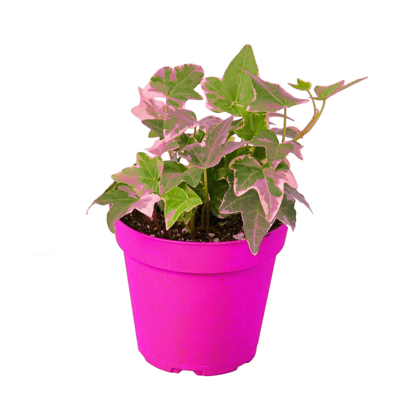 English Ivy 'Glacier' in 4in Pot - Live Plants Tropical Houseplants | Variegated | USA Growers | The Snobby Leaf
