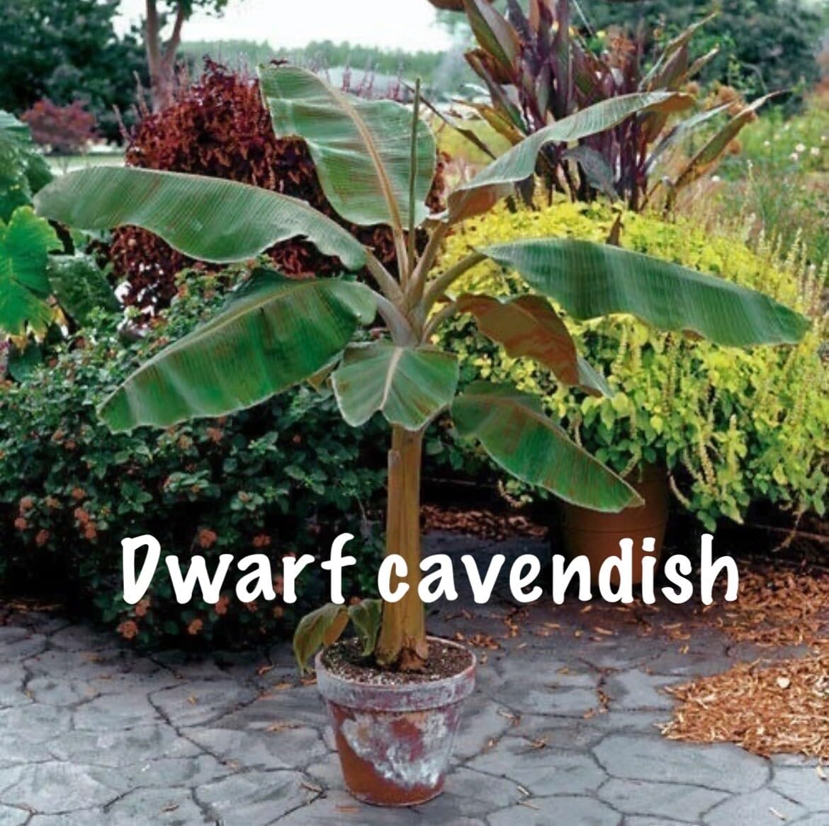 Live Plant - Musa - Dwarf Cavendish - 4-10โ 2 Trees