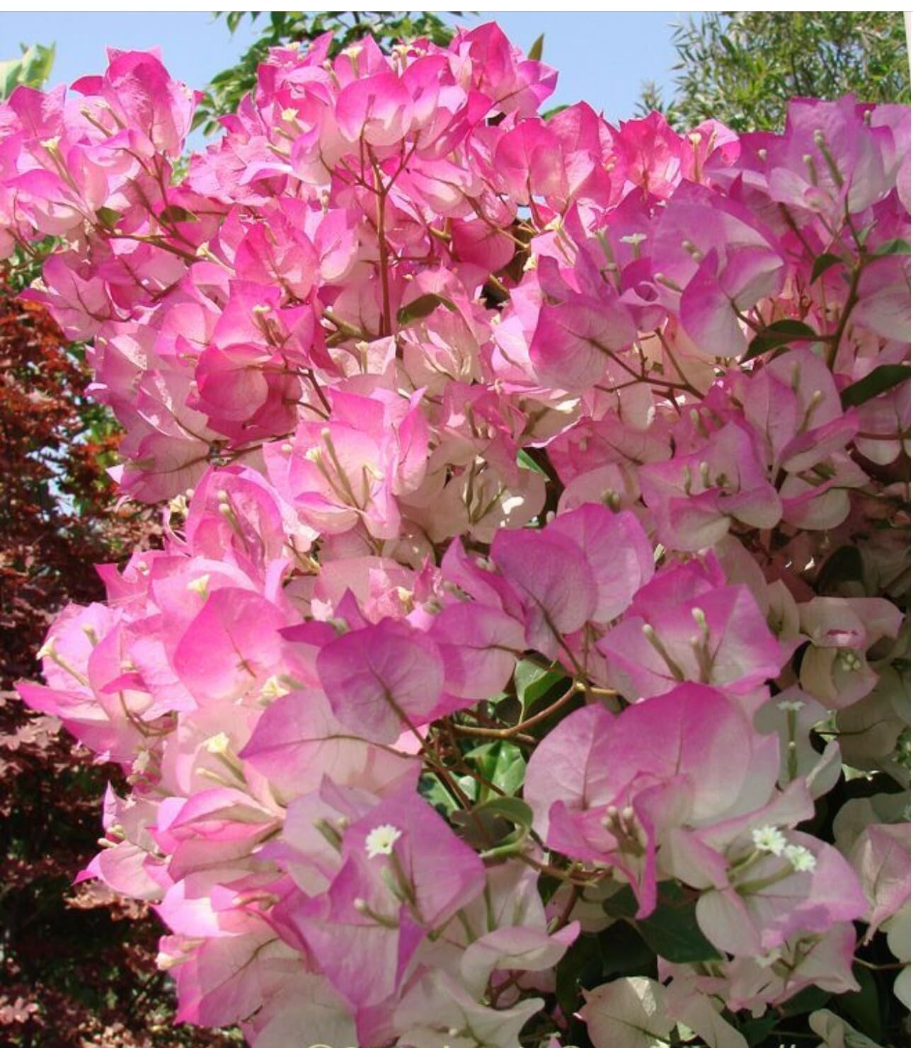 Live Plant - 4โ Pot of Cherry Blossom Rooted Bougainvillea Plant-Height & Fullness Varies