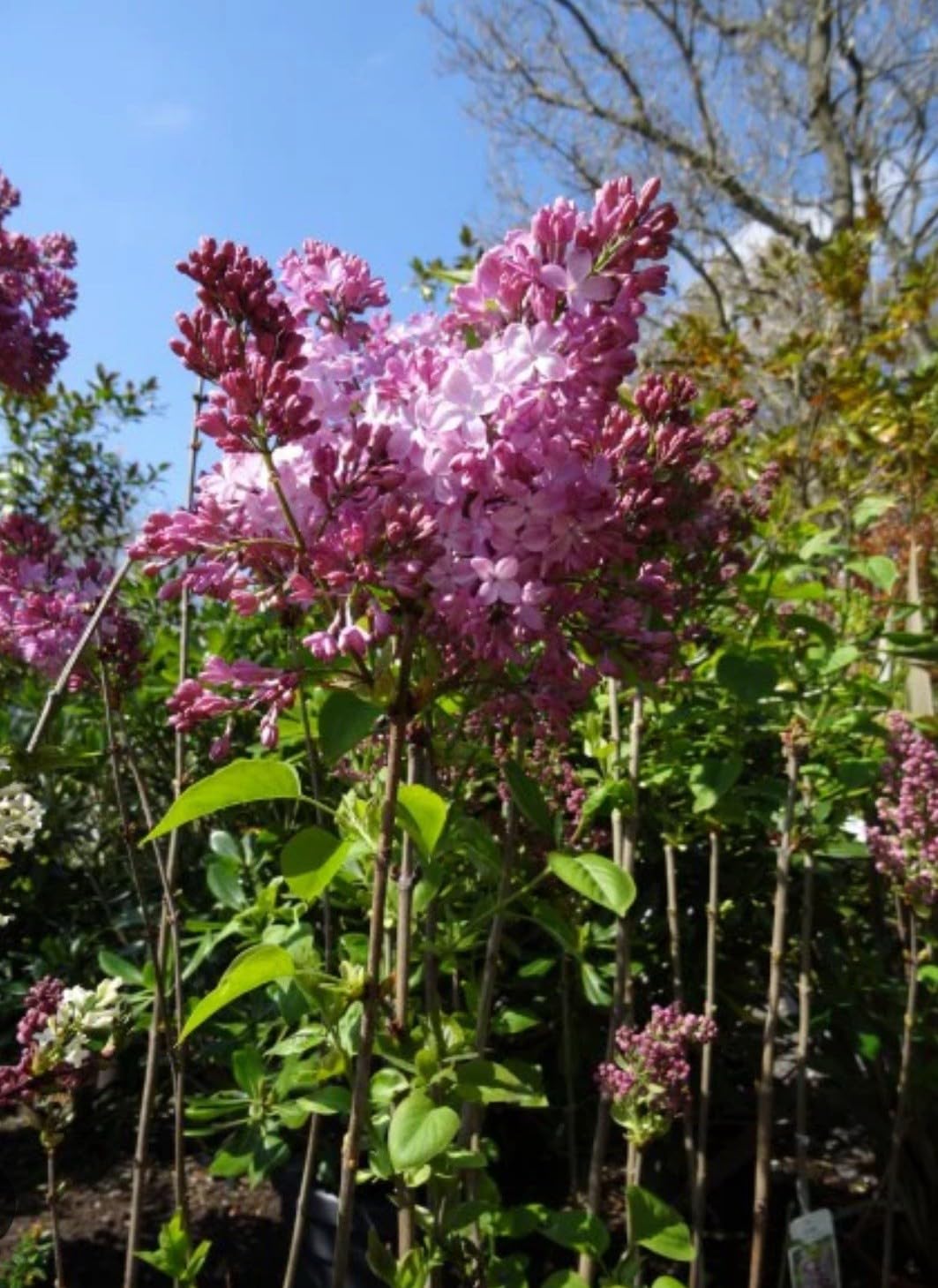 Live Plant - Belle de Nancy LilacSyringa VulgarisSmall Well Rooted Starter Plant4-8โ Tall