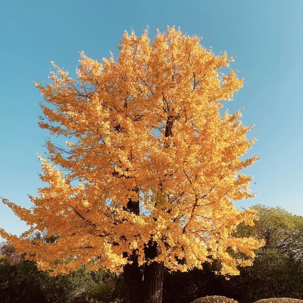 Ginkgo Tree Live Plant, Yellow Leaves, Hardy Gingko Tree, 8-10" Tall in Quart Pot for Planting