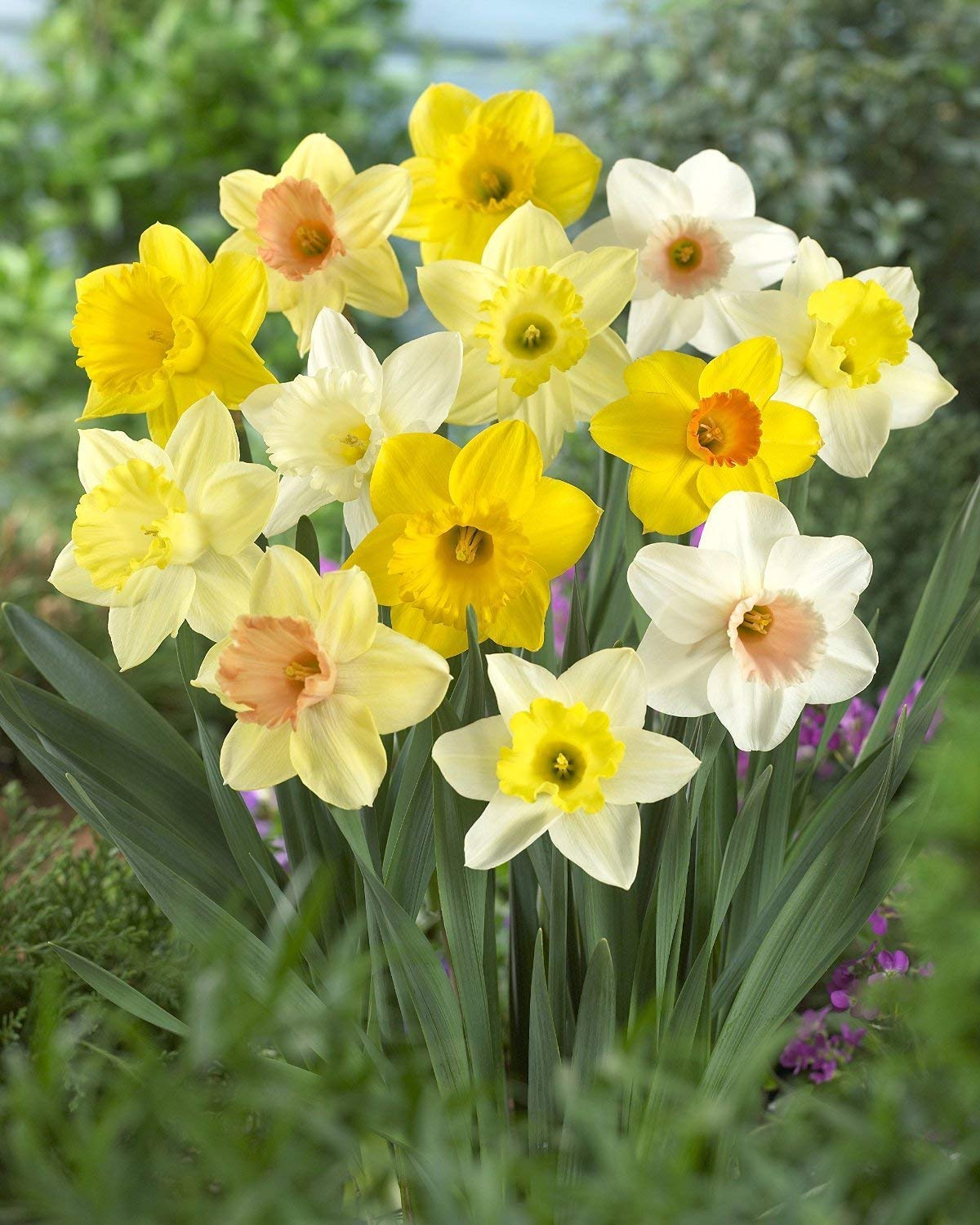 Daffodil Mixture - Narcissus Large Cupped Giant Mixture - Daylily Nursery (30)