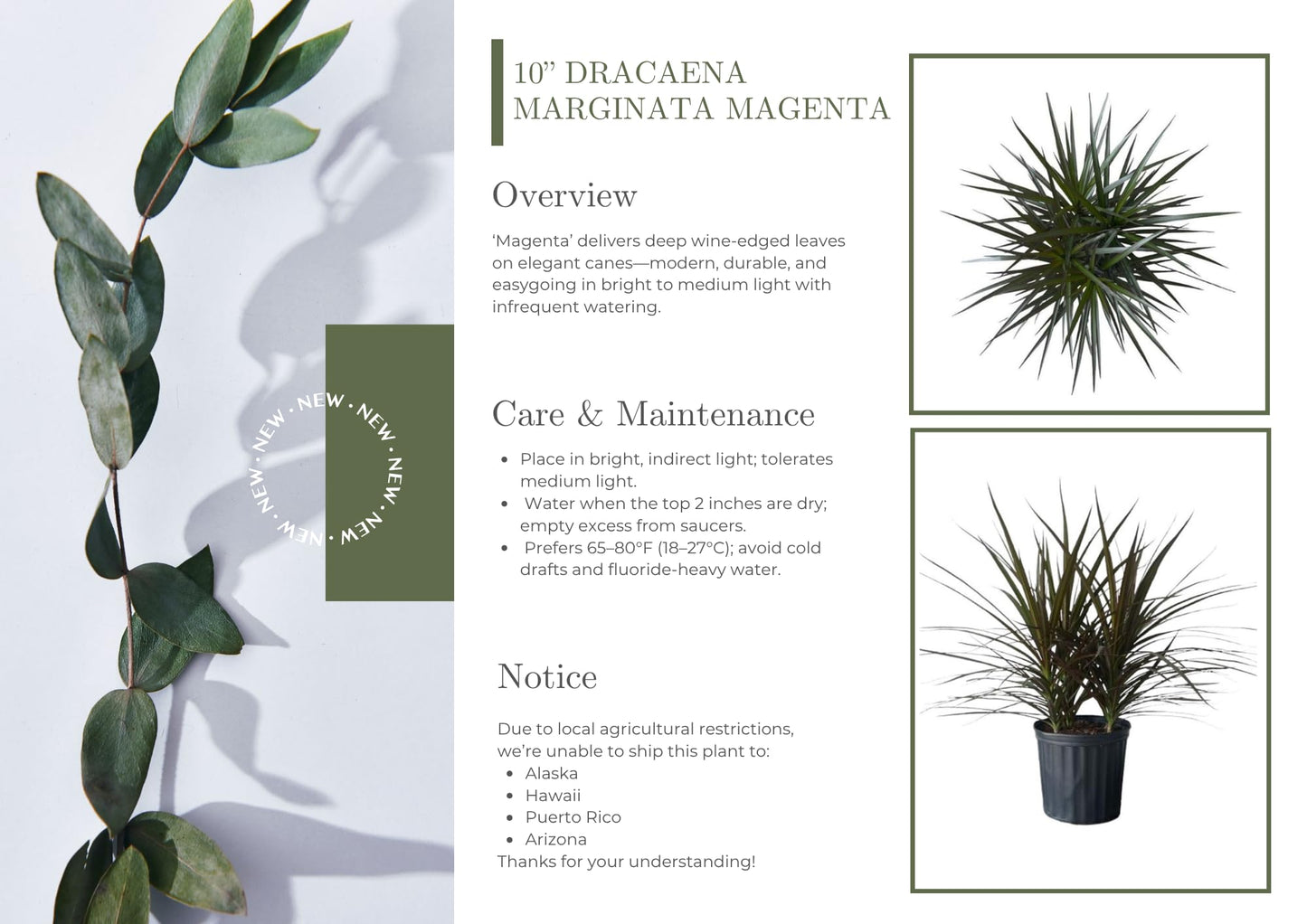 Andersen Farms Dracaena Marginata Magenta – 10 Inches Grower Pot – Live Indoor/Outdoor Tropical Plant – Air Purifying, Vibrant Magenta Leaves, Easy Care Home and Office Houseplant