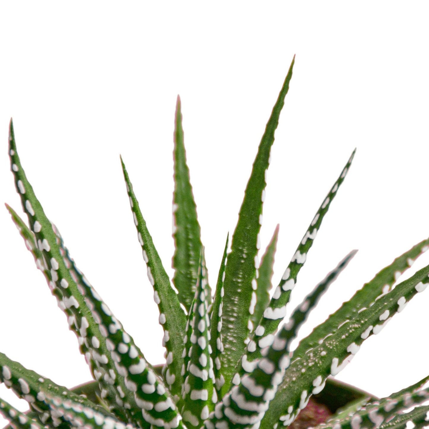 8 Pack Zebra Succulent - 6" Pot in 6in Pot - Live Succulent - Low Maintenance - Easy to Grow |Pet Friendly | Variegated | USA Growers | The Snobby Leaf