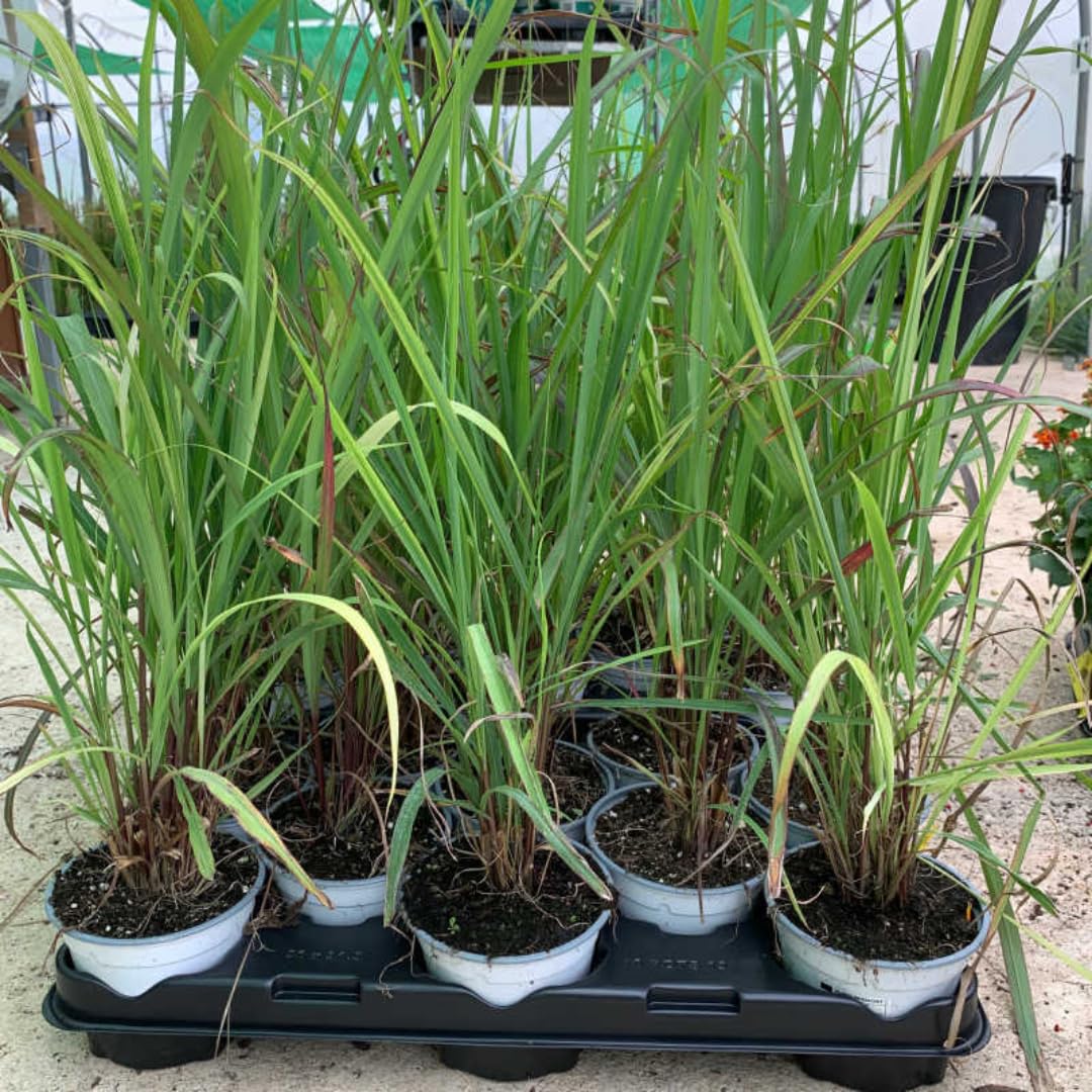 2 Lemon Grass Live Plants in Pot for Outdoor Planting, 4-10 Inc Tall Live Lemongrass Plants for Planting in Spring, Fragrant Herbs