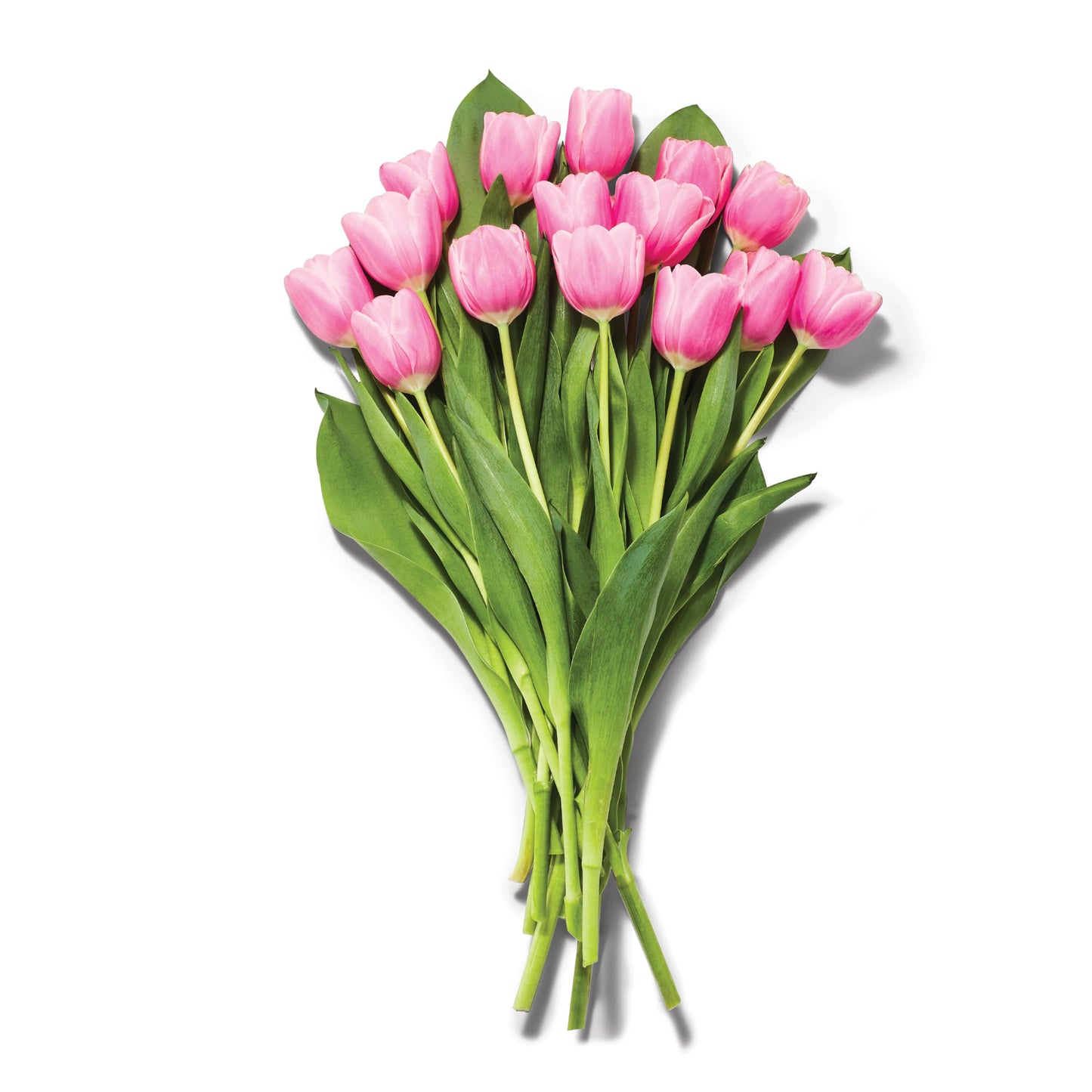 Tulips 15 Stem, Colors May Vary