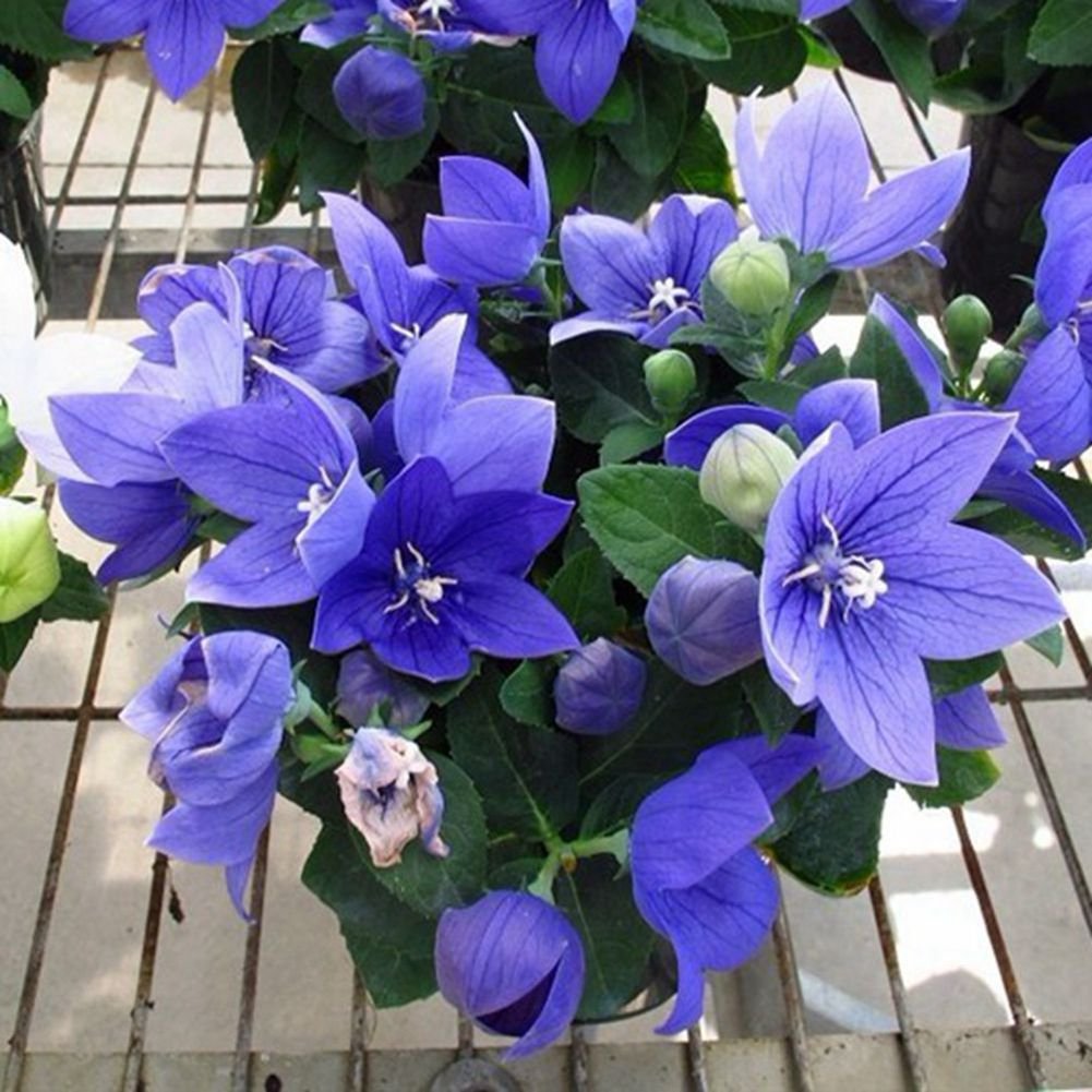 Palm Beach Medicinal Herbs - Balloon Flower (Platycodon grandiflorus) - Packet of 40 Seeds
