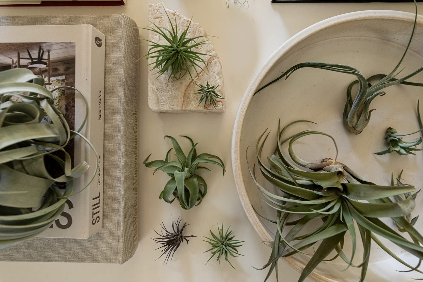 Live Air Plants - Tillandsia Variety, Regular 1-3" - 12ct - Live Arrival Guaranteed, House Plants for Home Decor & Gift