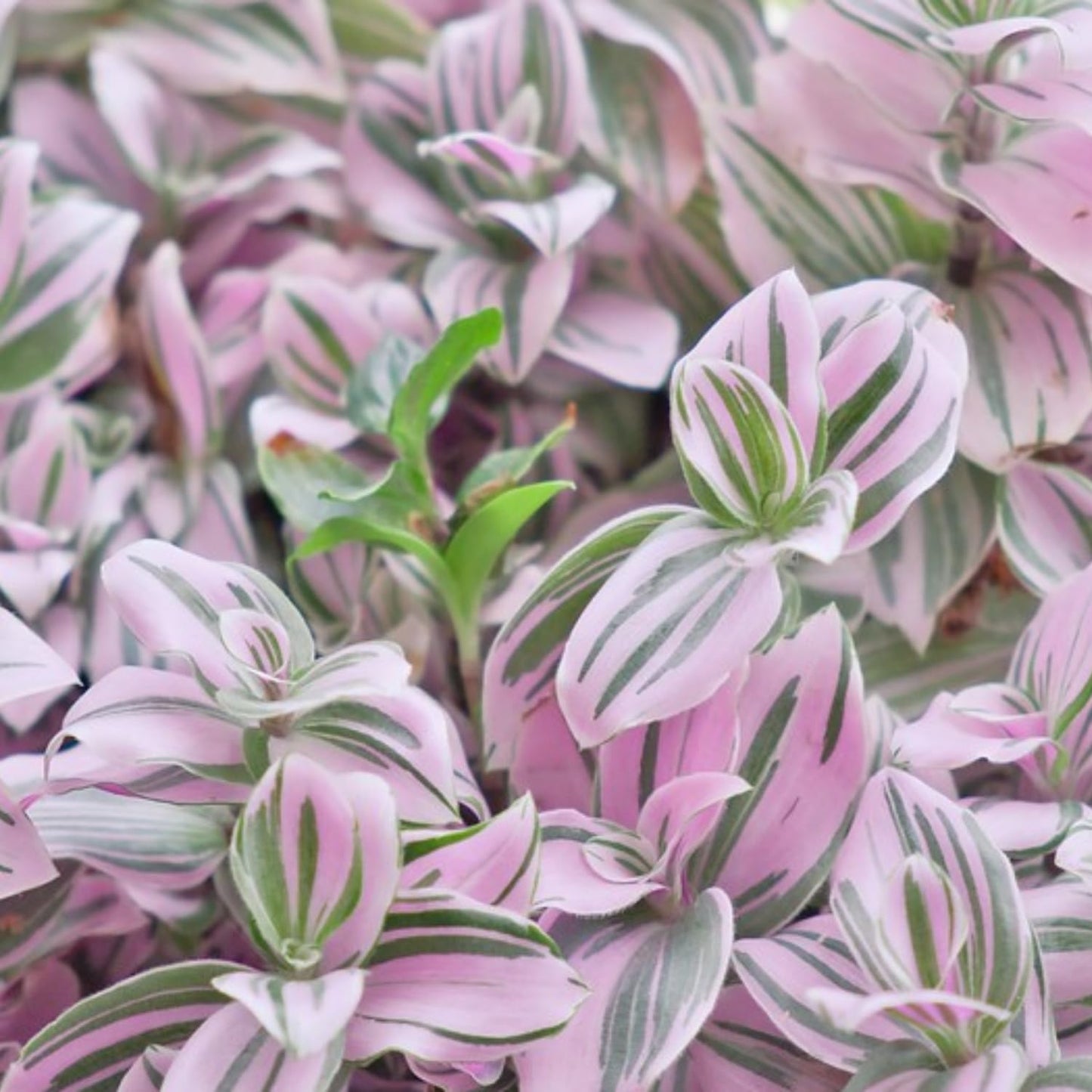 Wandering Jew Live Plant, Pink Wandering Jew Plant Live Houseplants, Wandering Jew Live Plant Indoor