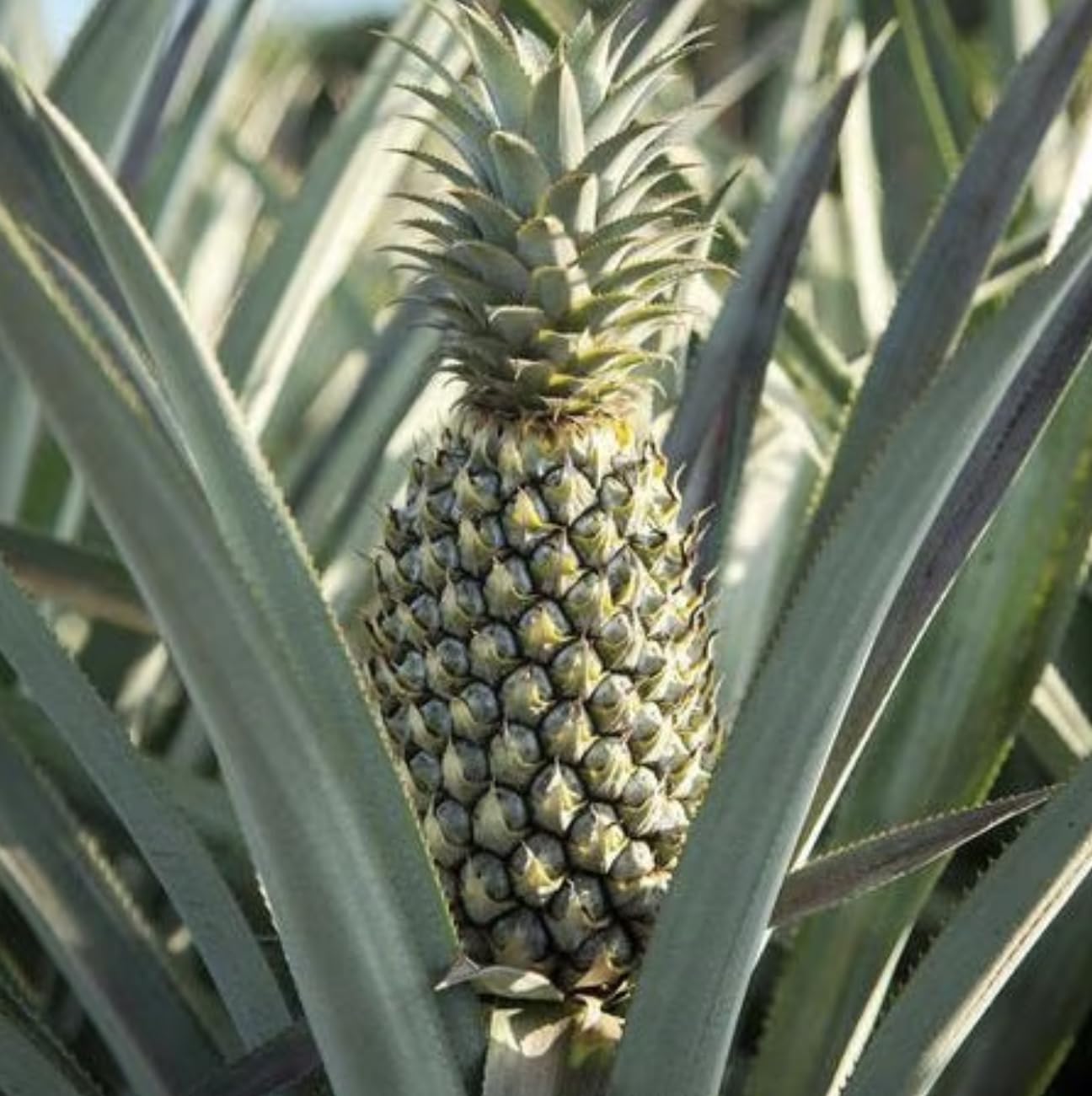 Live Elite Gold Pineapple Pineapple Plant (Ananas comosus) - (Pack of 2) - 4-6 Inches Tall - Ideal for Gardens and Containers - Sweet, Juicy Pineapple Fruit - Easy Grow, Ready for Planting