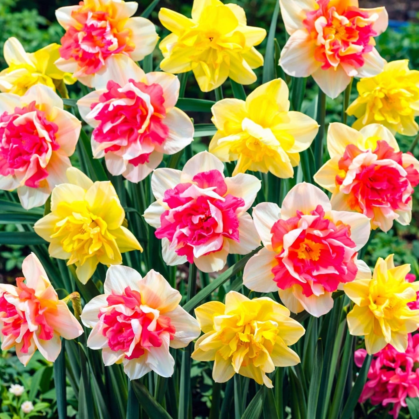 Pink Champagne Double Daffodil Bulbs – Pink & Yellow Ruffled Blooms – Spring Flowering Narcissus – Perennial Garden Bulbs (10 Bulbs)