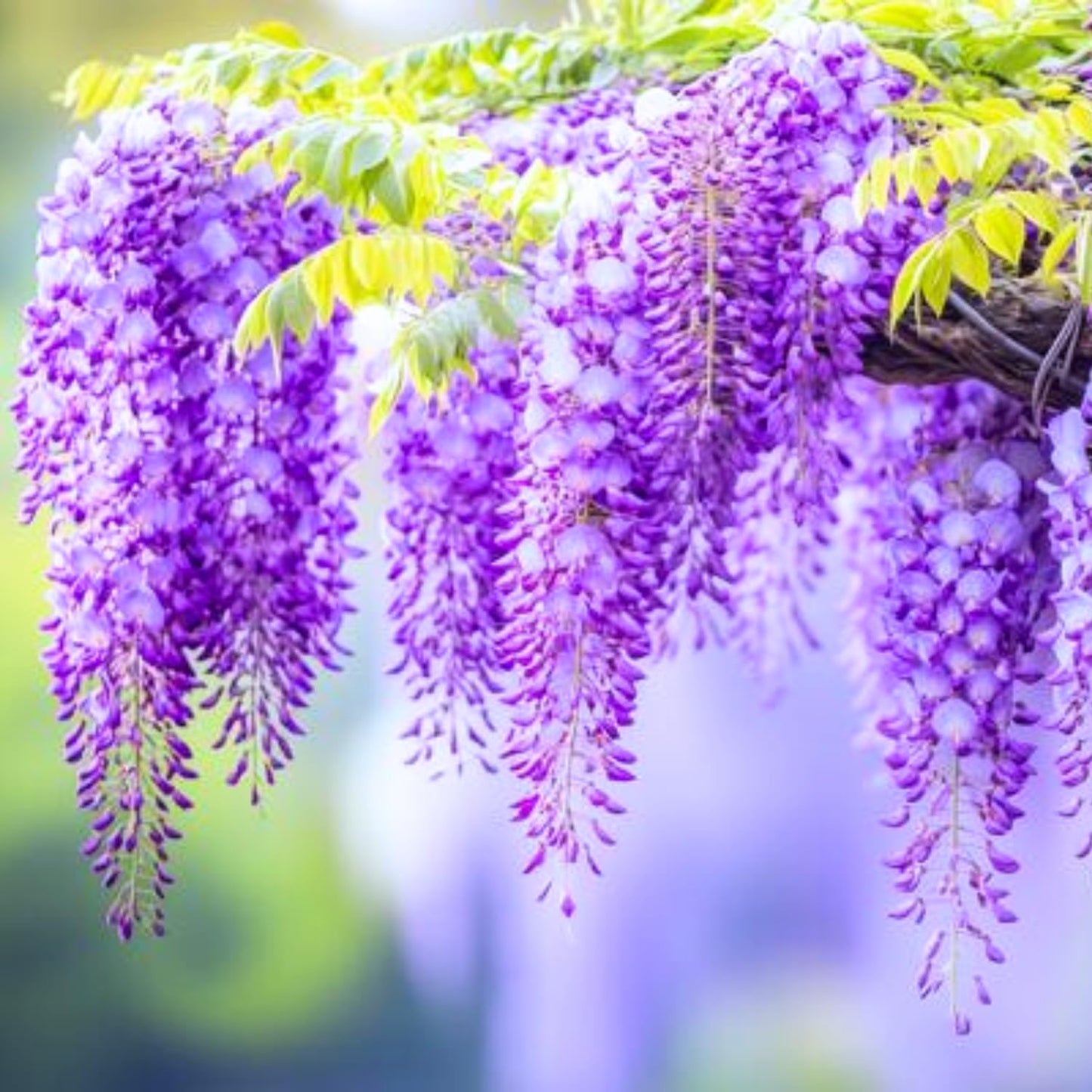2 Purple Wisteria Trees Live Plant, Purple Wisteria Plant Live 6-12 Inch Tall, Wisteria Vine Live Plant, Fragrant Flowers, in Pots