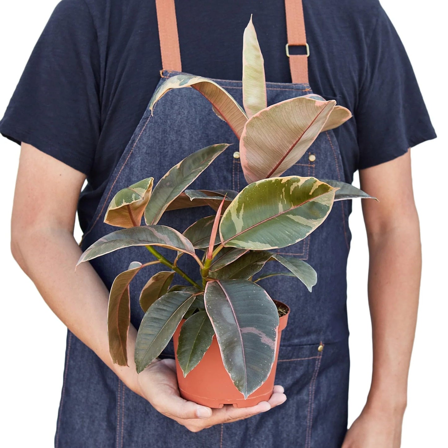 3 Pack Ficus Elastica 'Ruby Pink' in 4in Pot - Live Plants Tropical Houseplants | Variegated | USA Growers | The Snobby Leaf