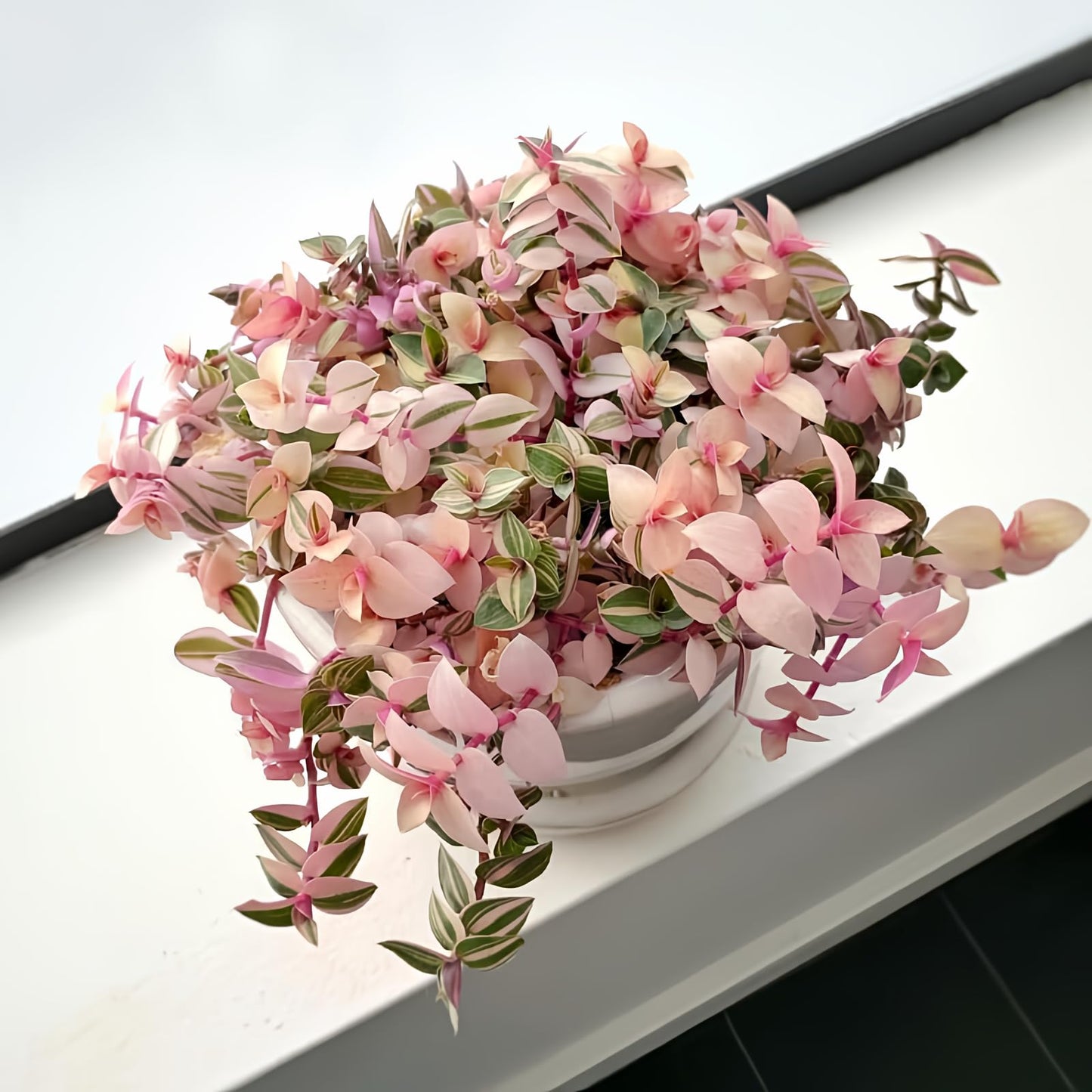 Pink Callisia Repens Plant Live, Callisia Repens Succulents Plant Live, Pink Turtle Vine Live Indoor House Plant 2Inch Pot for Growing