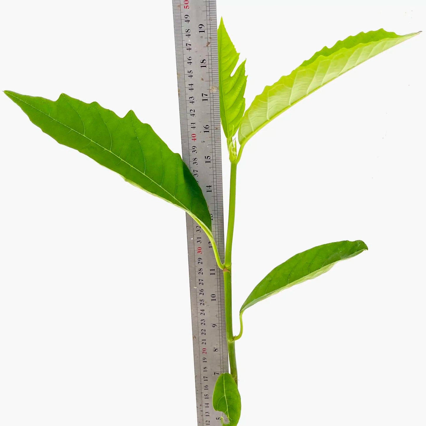Live Plant - Breadfruit (Artocarpus camansi) Tropical Live Fruit Tree 2β-3β feet