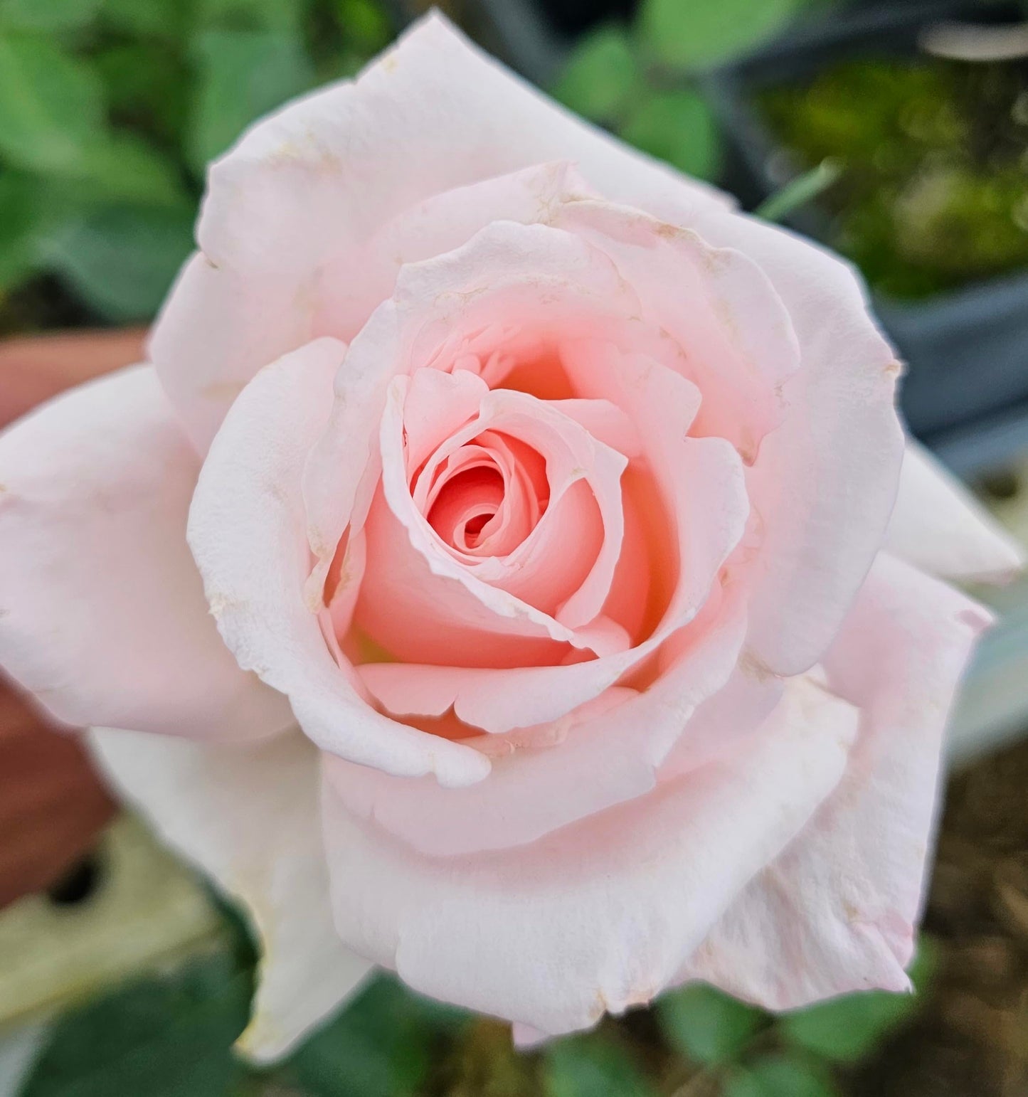 Ma Cherie Roses, Brides Dream Rose Bush, Rose Bushes Ready to Plant, 2 Quart Pot, Live Plants Outdoor, Plant Gifts, Roses, Perennial Plants, Outdoor Plants Live (Light Pink - Brides Dream)
