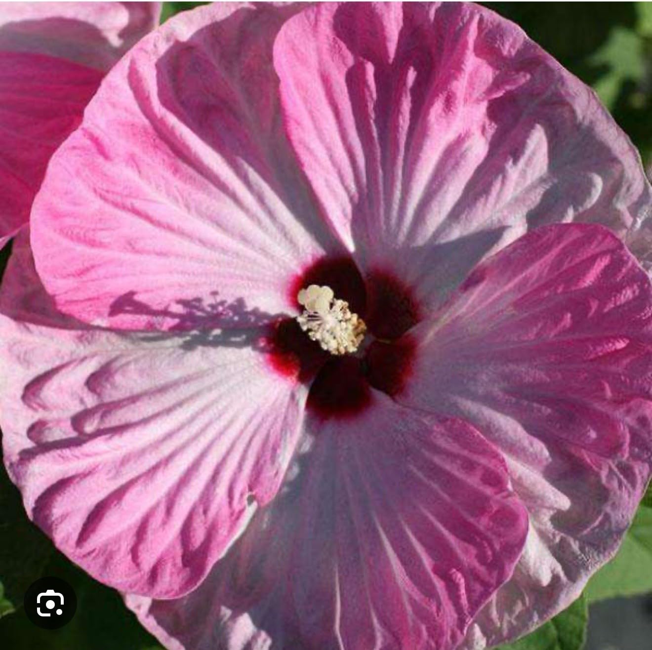 Live Plant - Luna Pink Swirl Hibiscus moscheutos-Small Rooted Starter Plant-Huge 8-10โ Blooms
