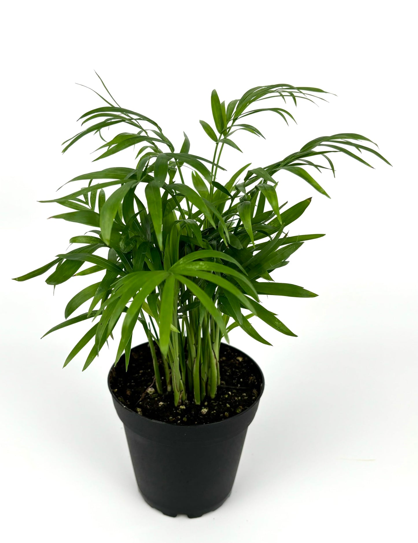 Chamaedorea Elegans Parlor Palm, Neanthe Bella Palm in 4" Pot
