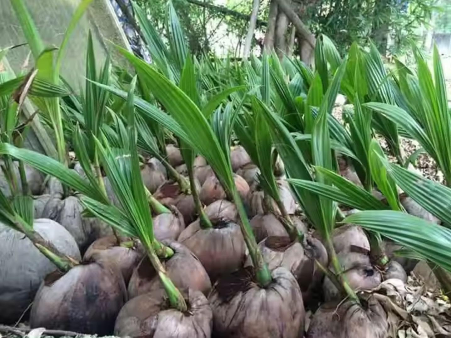 Live Coconut Palm Tree 1-4 Feet Large Sprouted Cocos Nucifera Plant for Indoor & Outdoor Green Dwarf Malayan