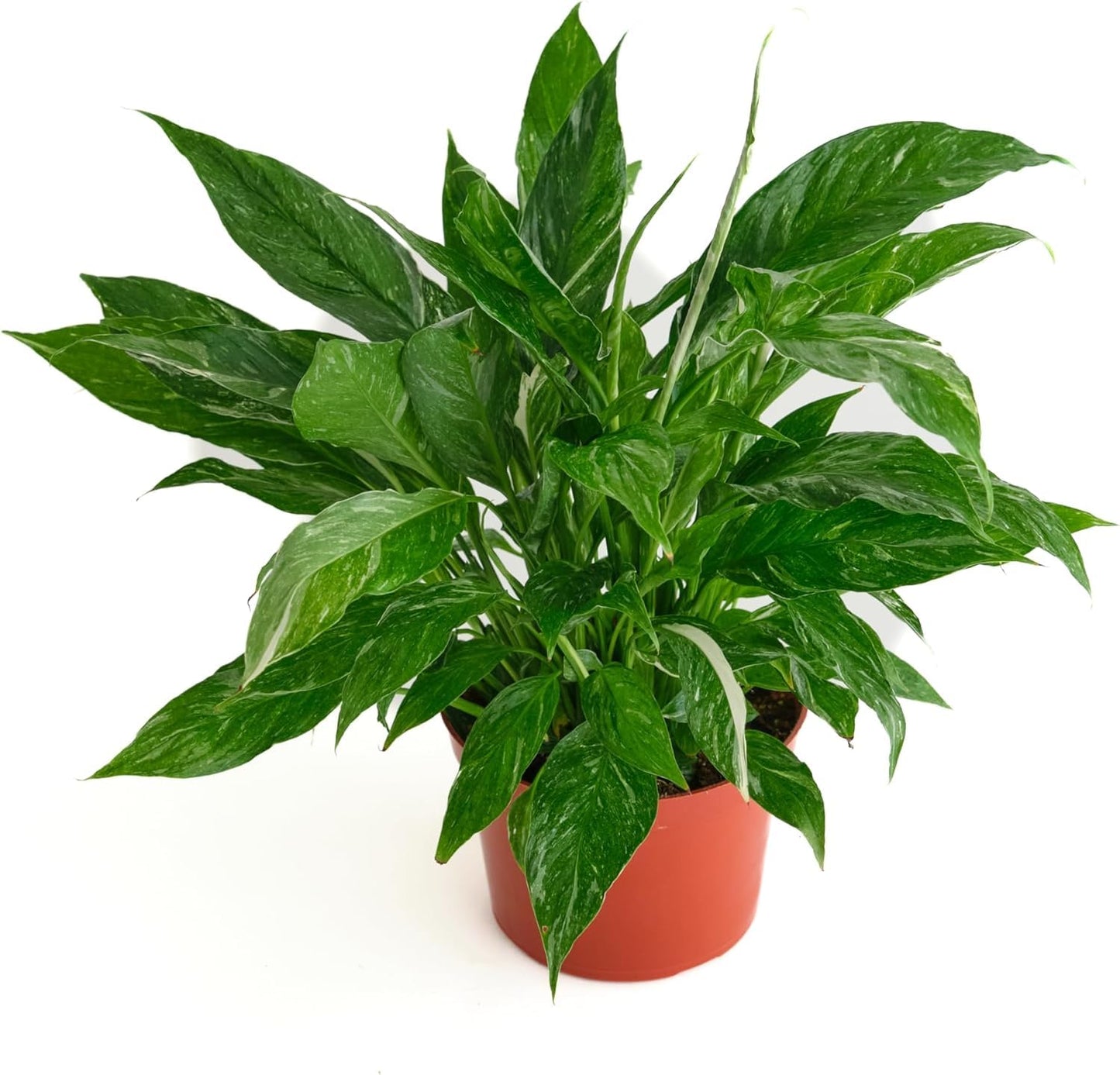 Shop Succulents Spathiphyllum Domino, Live Indoor Plant, Low Maintenance Peace Lily with Unique Variegated Leaves, Ideal for Home Decor, Office, and Room Enhancement, 6 Inch Nursery Pot