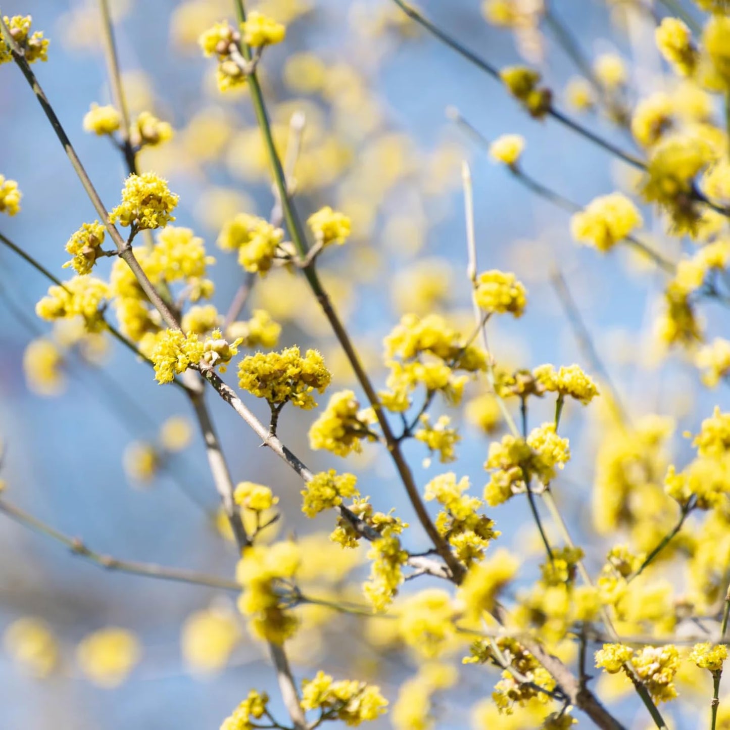 Spicebush Plant Live for Planting, Spicebush Shrub Yellow Flower in Quart Pot,10-14" Tall