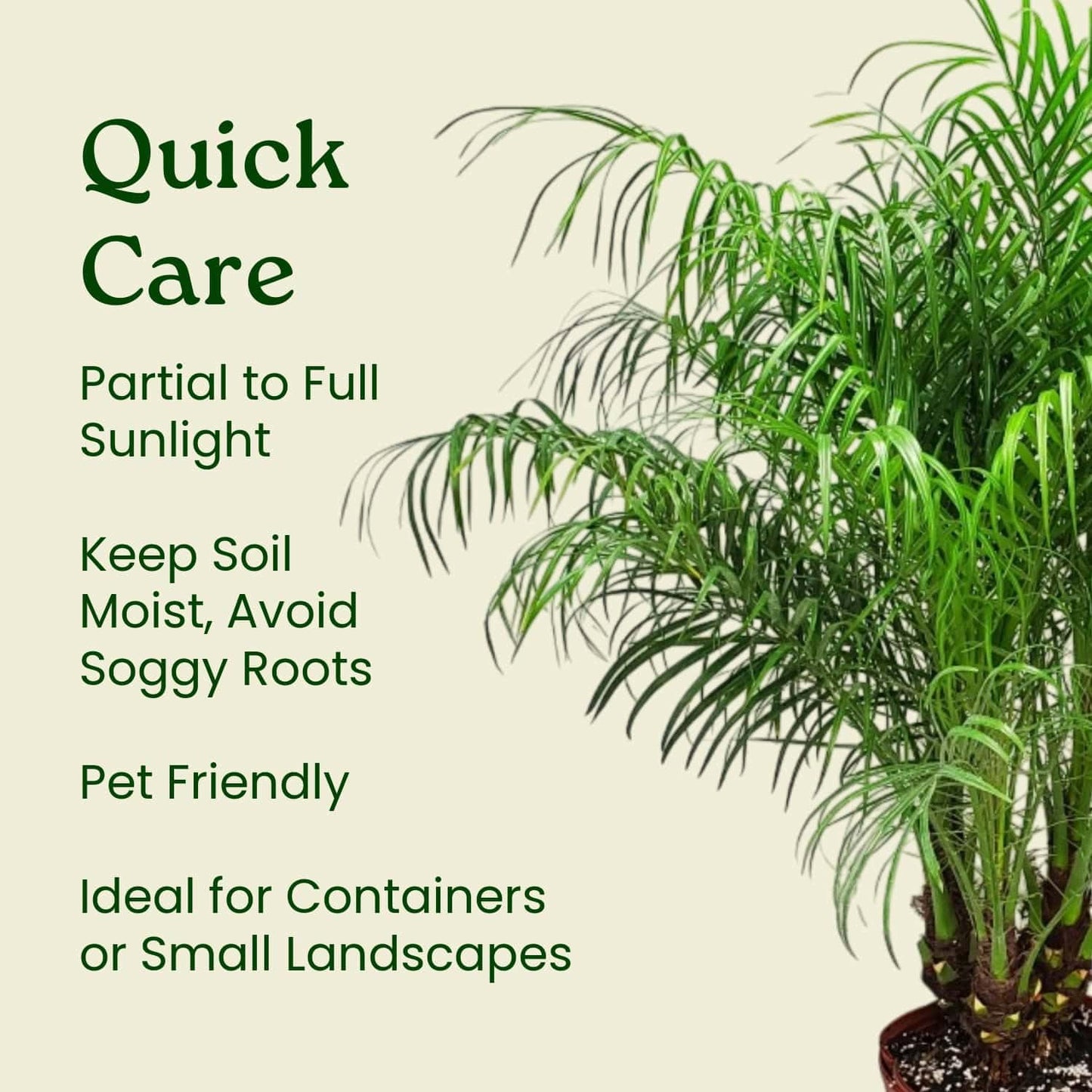 Roebellenii Palm - Live Palm Tree Plant - 3 Gallon Pot - Overall Height 30" to 34" - Tropical Plants of Florida (Plant Only)