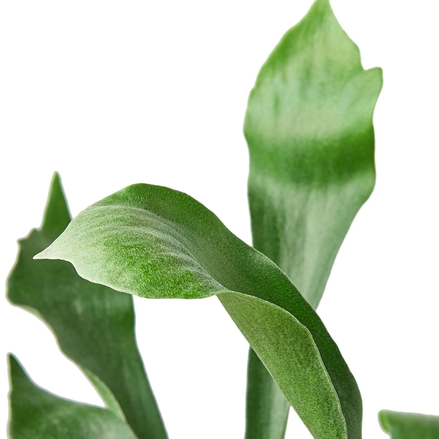 Staghorn Fern in 4in Pot - Live Plants Tropical Houseplants | Variegated | USA Growers | The Snobby Leaf